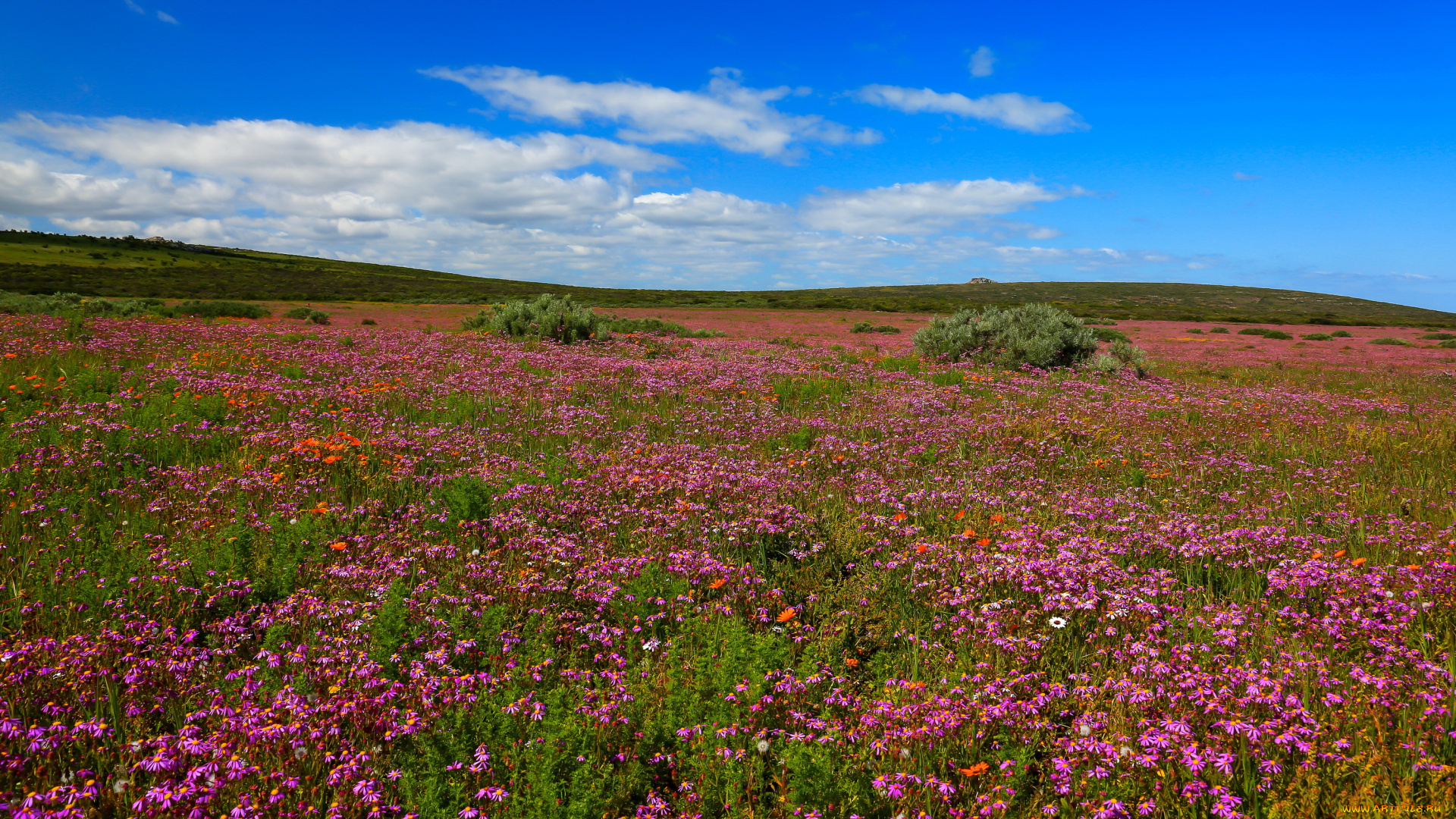 west, coast, national, park, south, africa, природа, луга, цветы