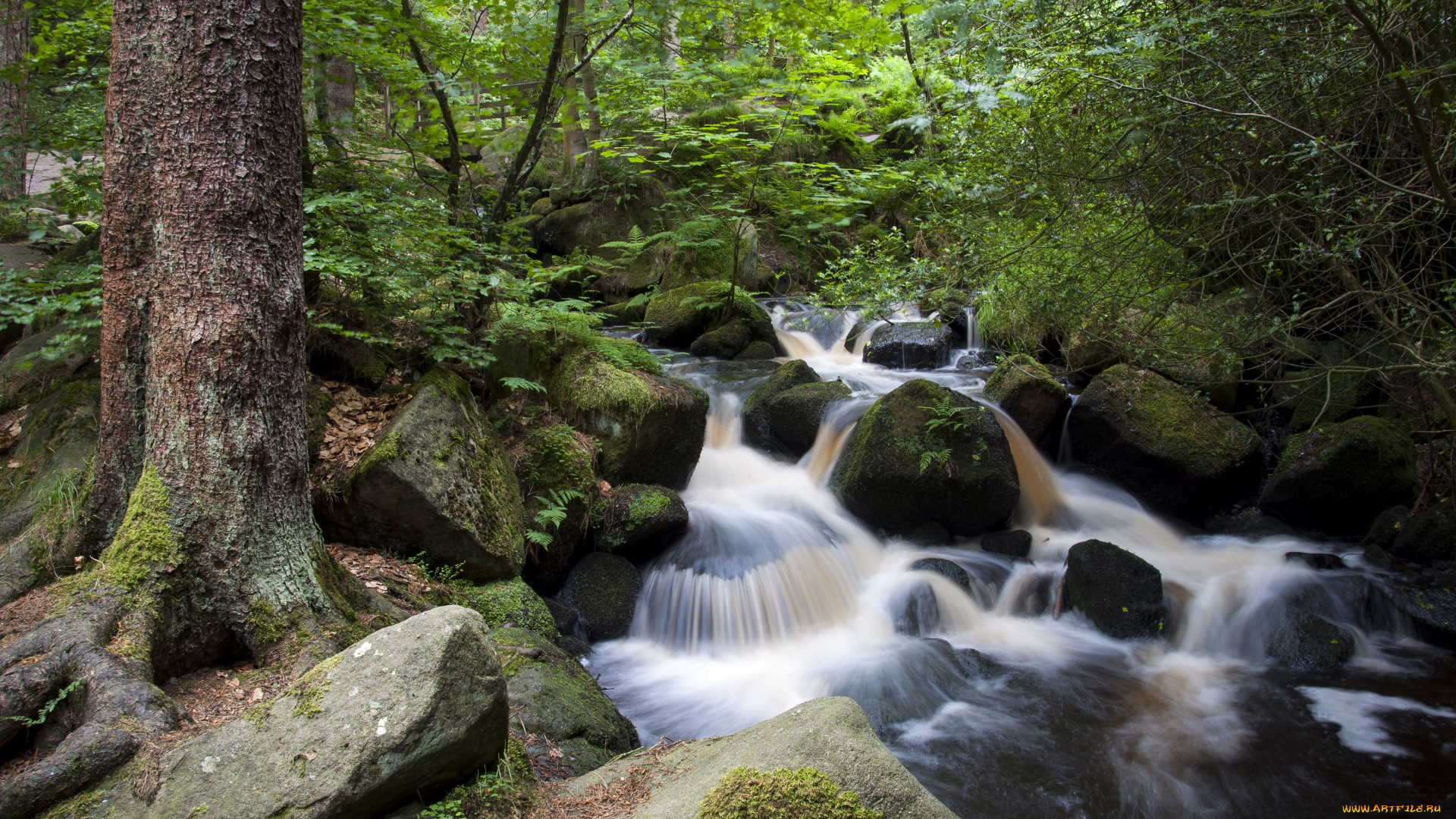 wyoming, brook, sheffield, england, природа, реки, озера, ручей, лес, камни, англия, шеффилд