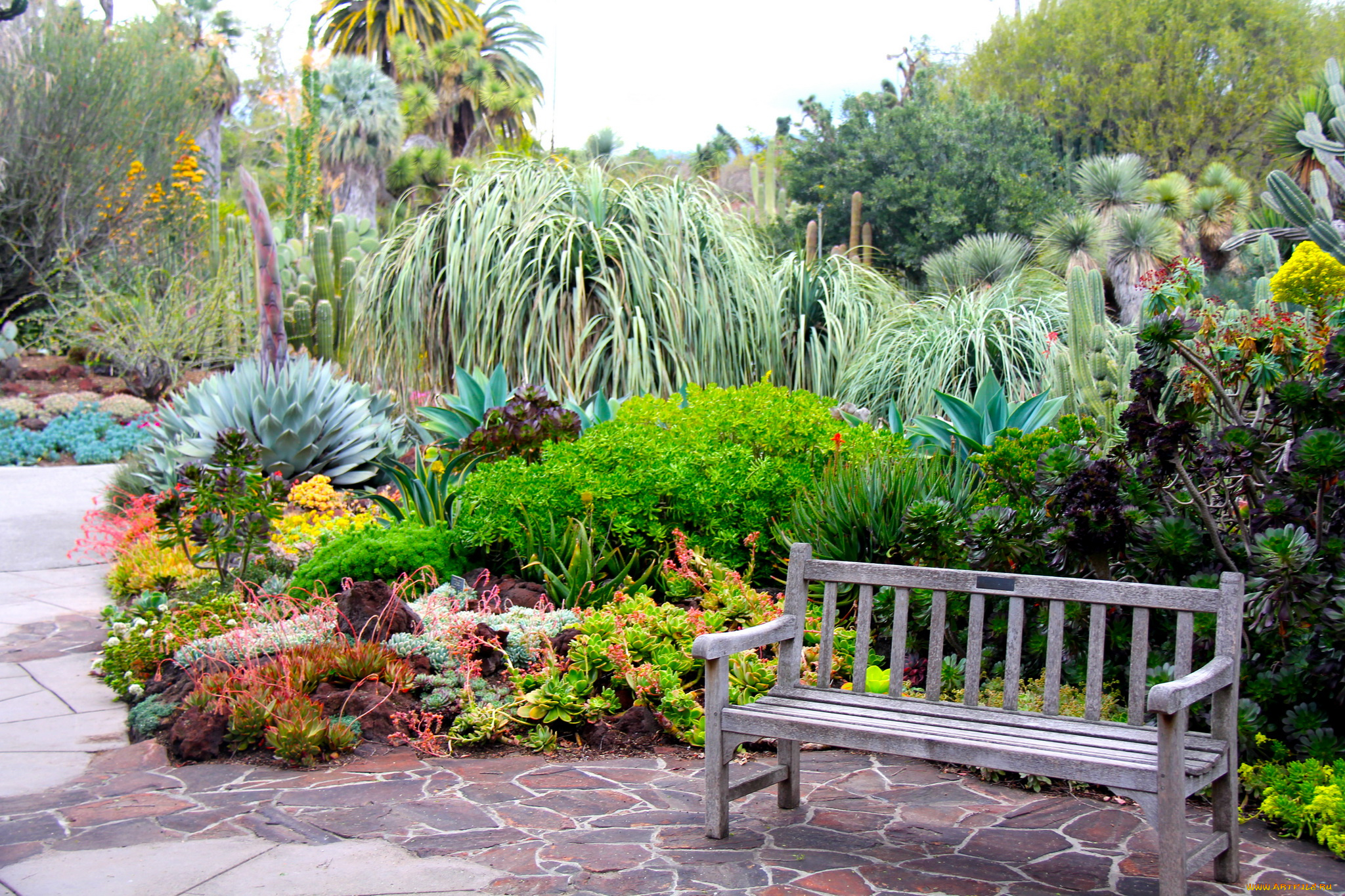 botanical, garden, san, marino, california, природа, парк, кактусы, растения, скамейка
