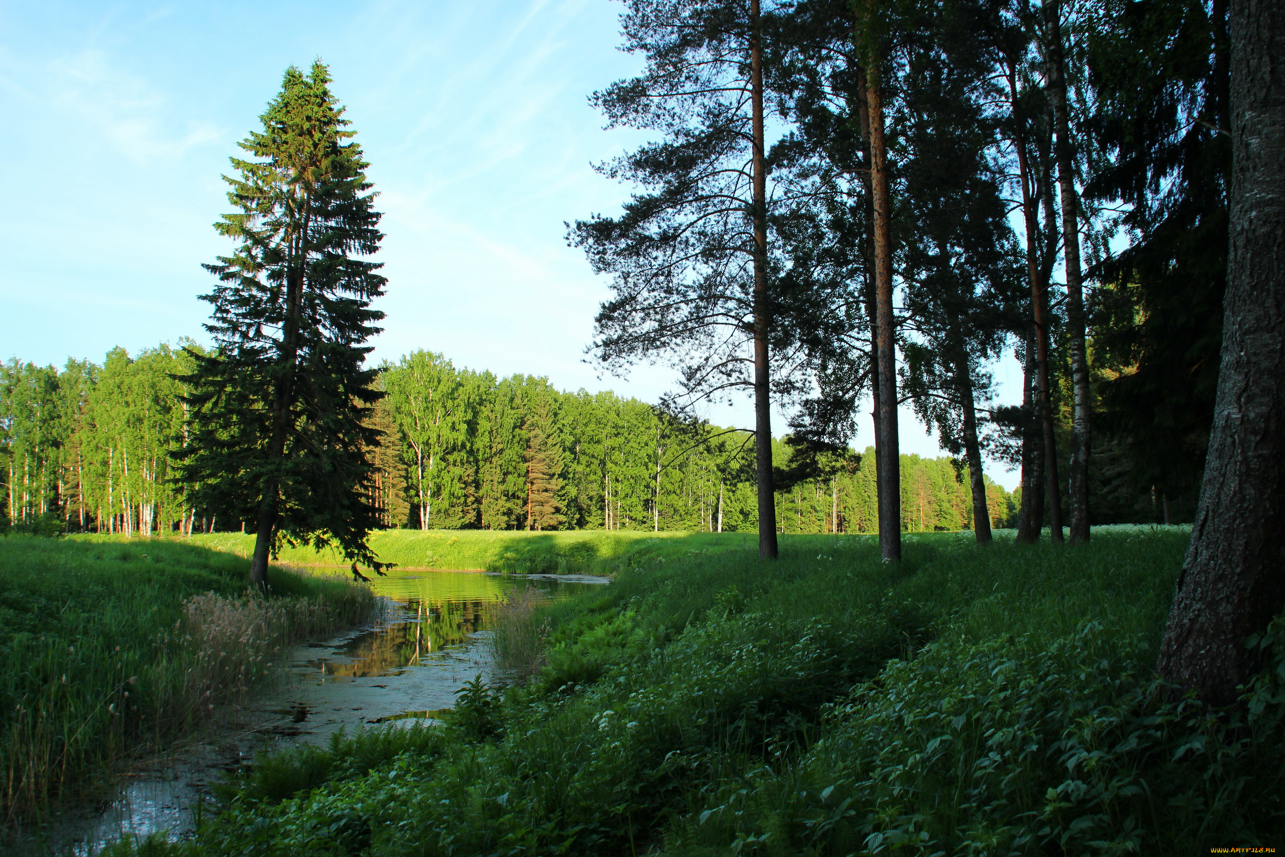 санкт, петербург, павловск, природа, реки, озера, деревья, река