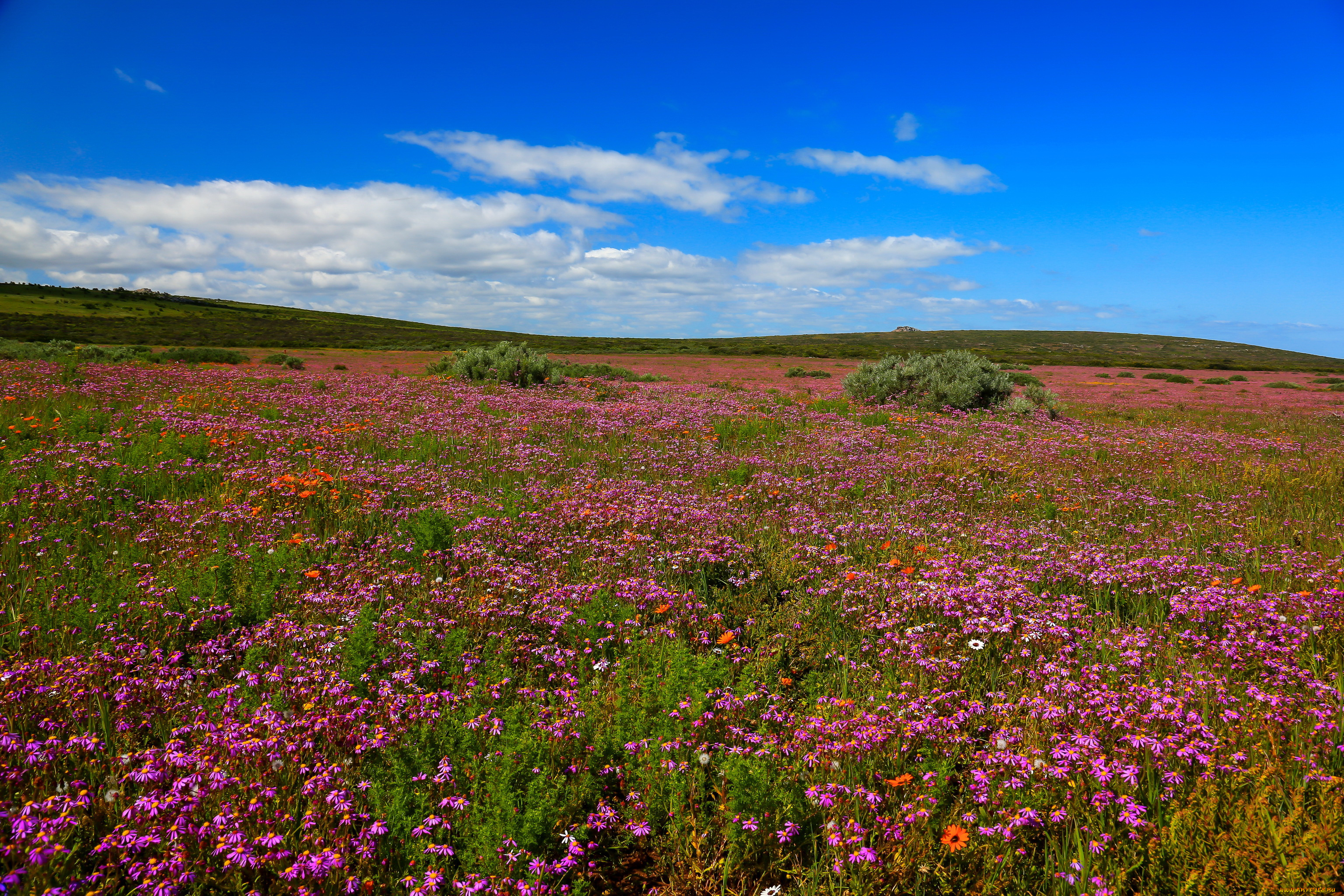 west, coast, national, park, south, africa, природа, луга, цветы