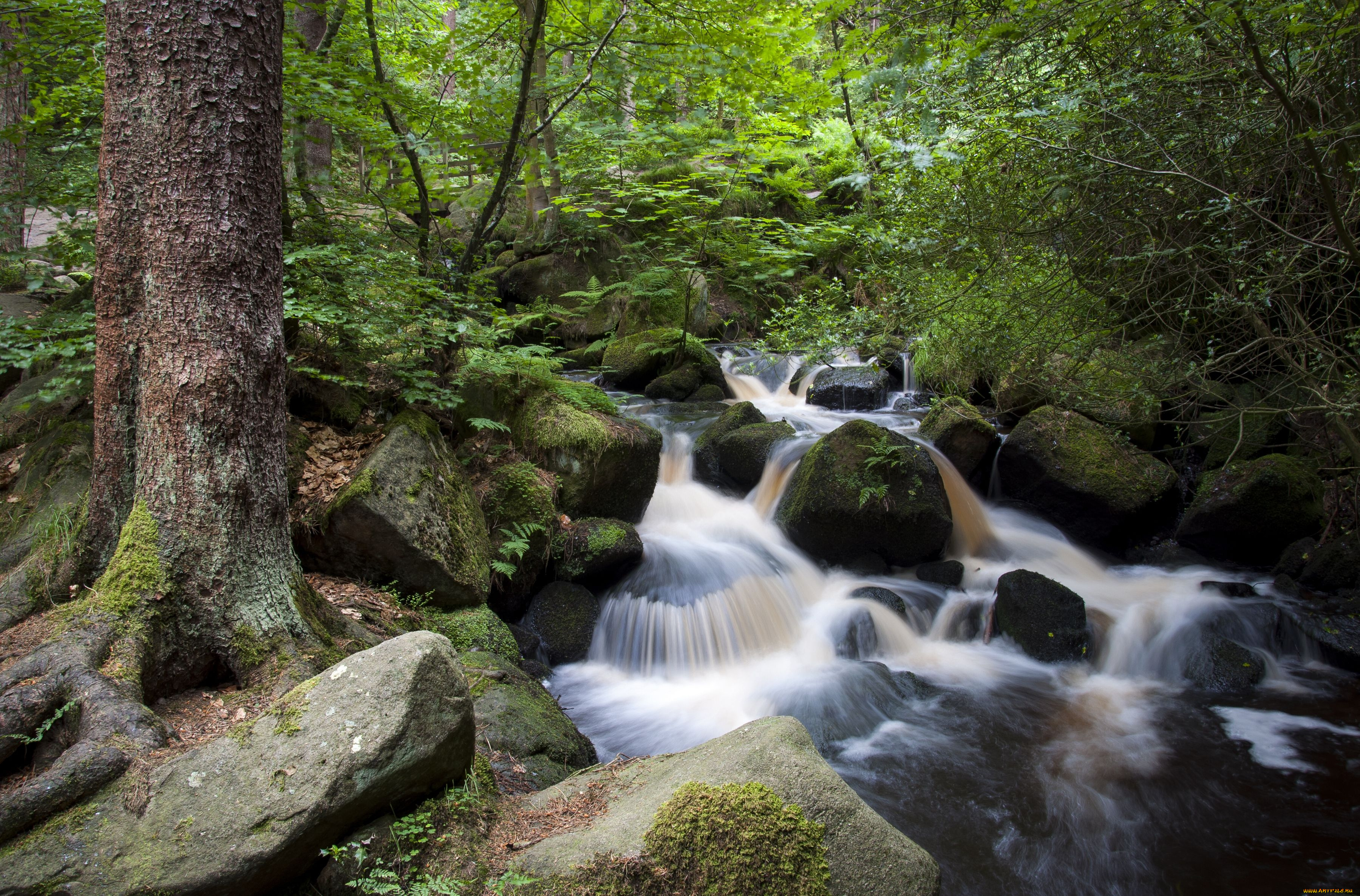 wyoming, brook, sheffield, england, природа, реки, озера, ручей, лес, камни, англия, шеффилд