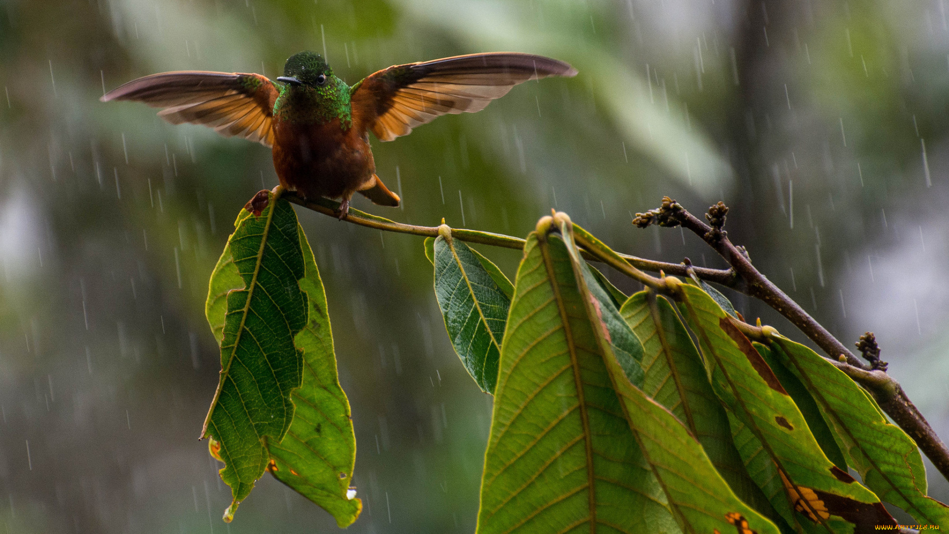 животные, колибри, листья, ветка, дождь, птица