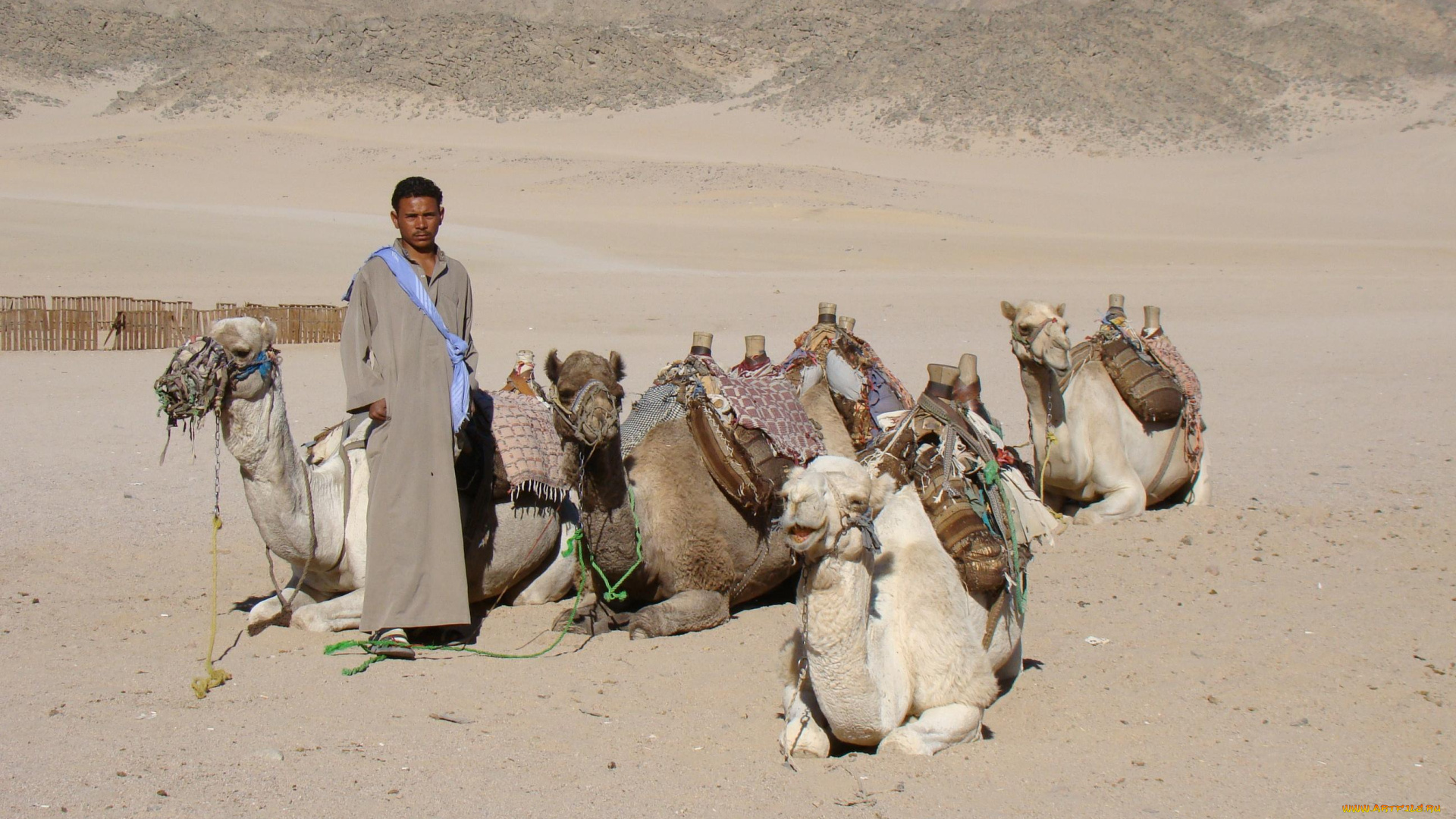 животные, верблюды, горы, пустыня, бедуин, стадо, египет, изгородь