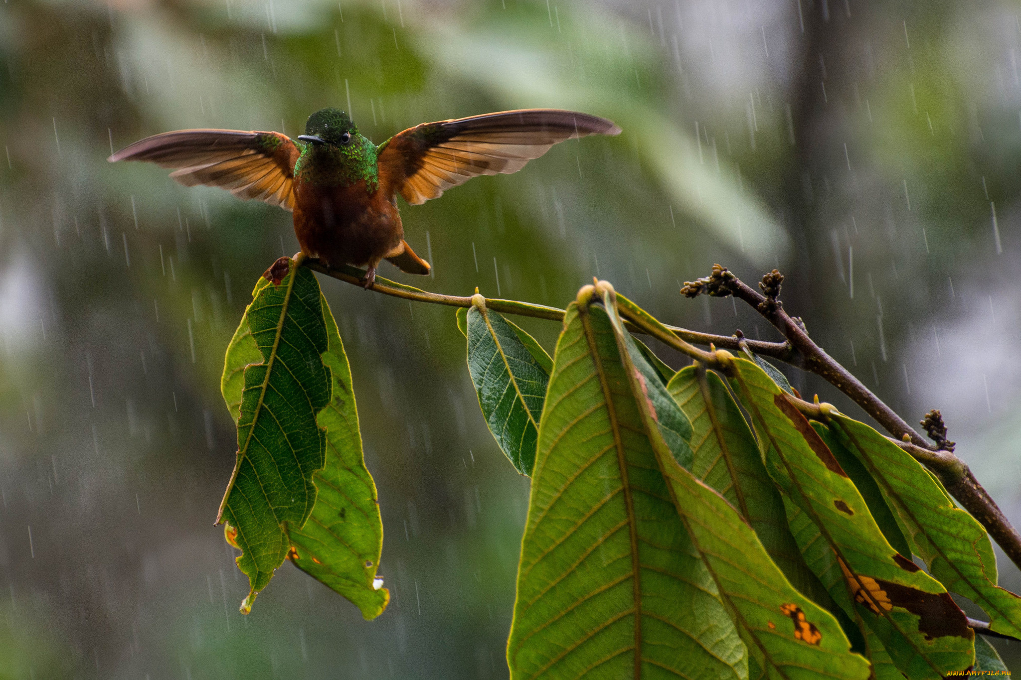 животные, колибри, листья, ветка, дождь, птица