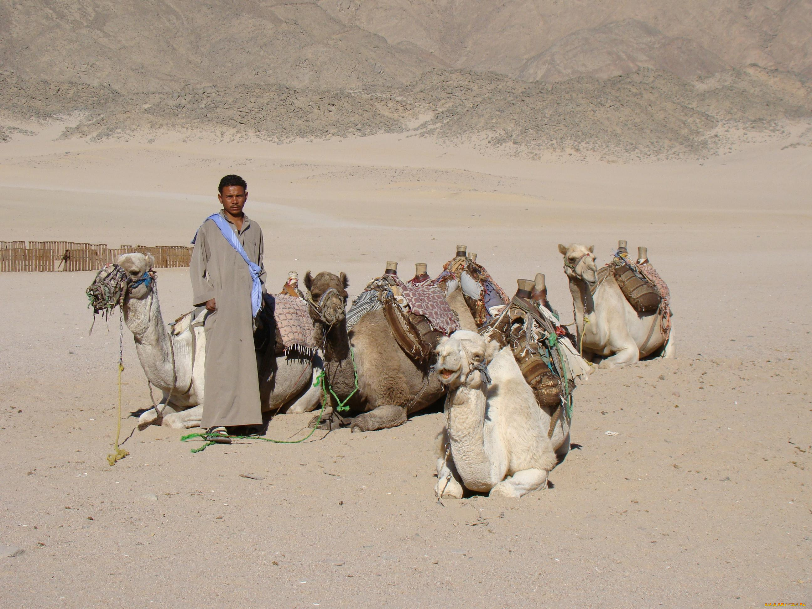 животные, верблюды, горы, пустыня, бедуин, стадо, египет, изгородь