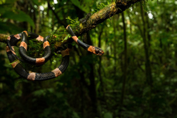 природа животные змея деревья скачать