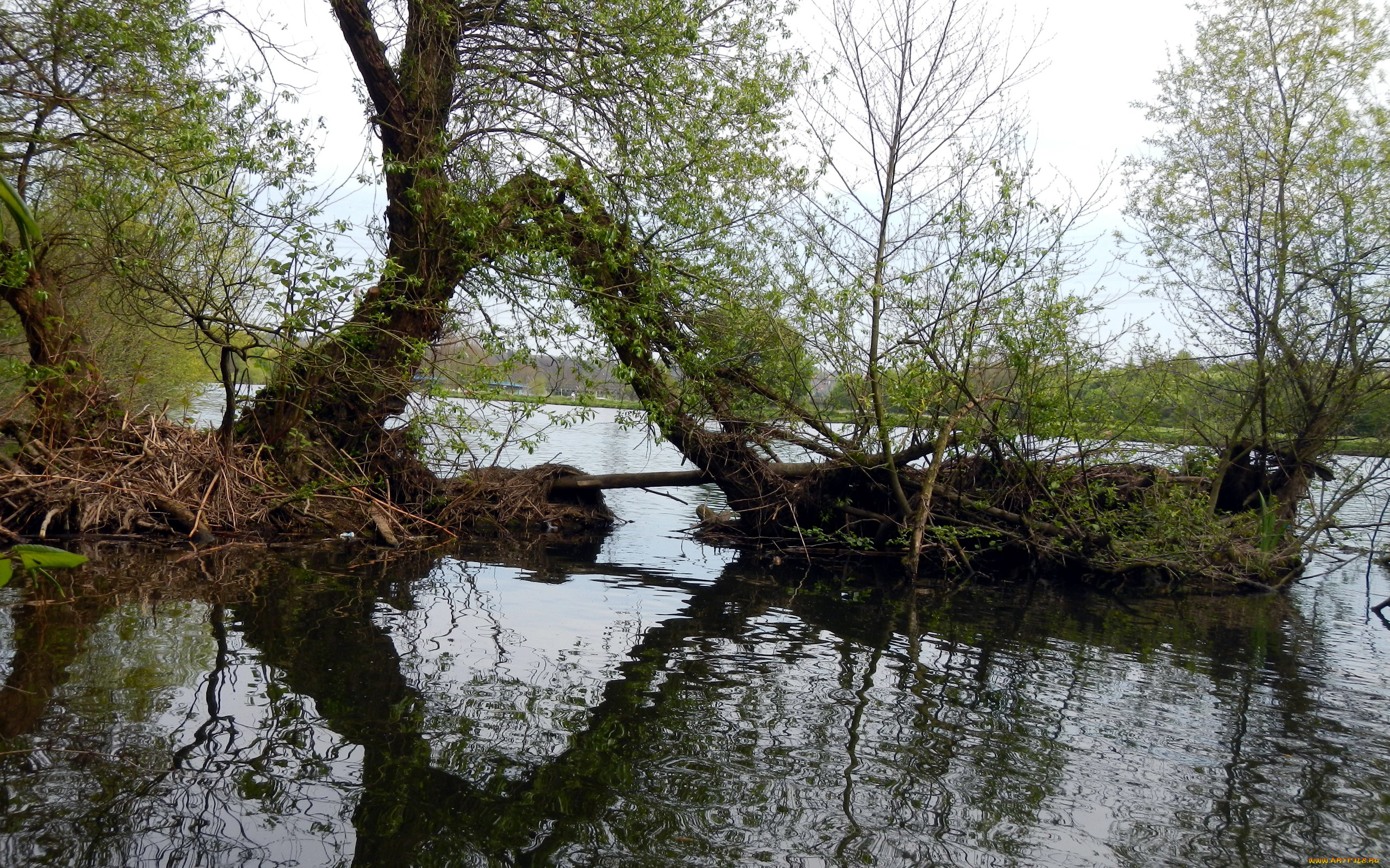 природа, реки, озера, вода, дерево