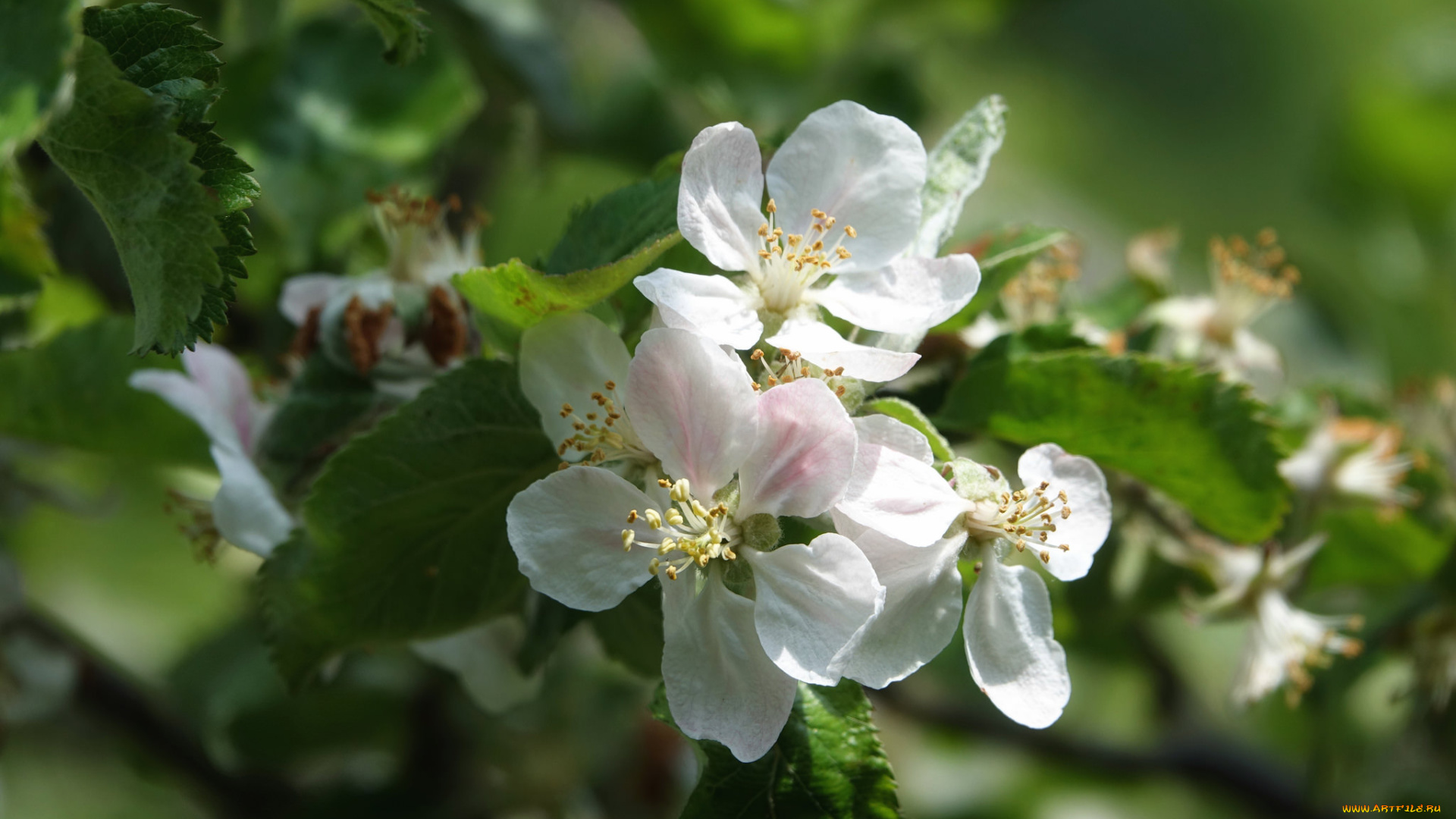 цветы, цветущие, деревья, , , кустарники, leaves, ветка, branch, apple, яблони, flowers, листья