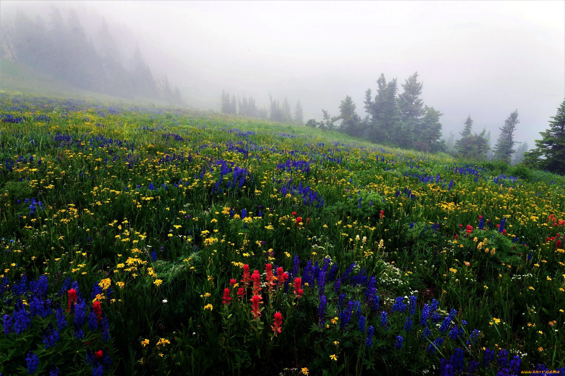 природа, луга, цветы, луг, туман