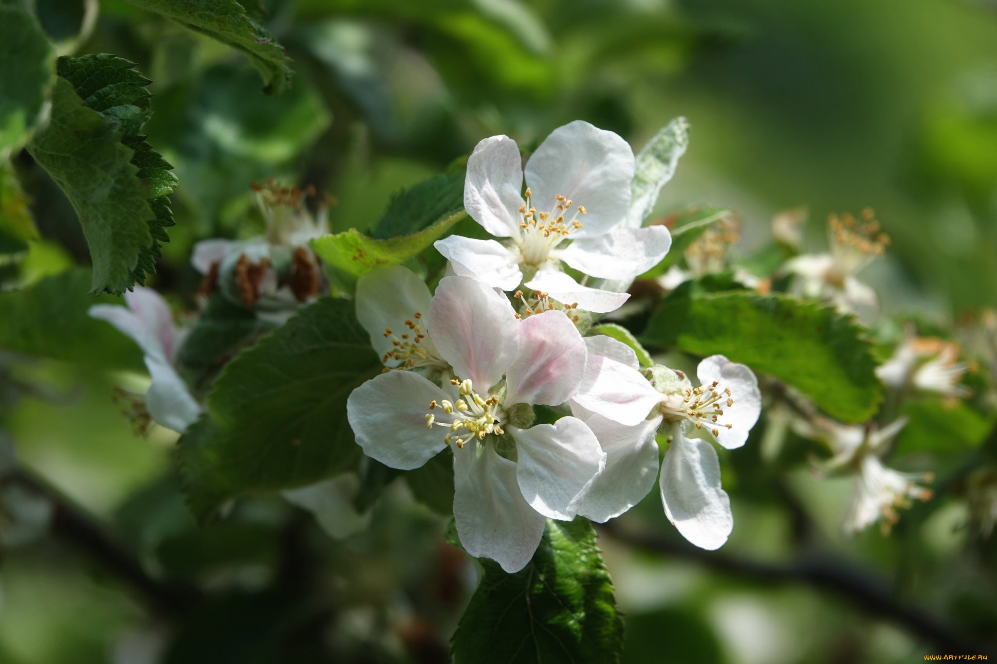 цветы, цветущие, деревья, , , кустарники, leaves, ветка, branch, apple, яблони, flowers, листья