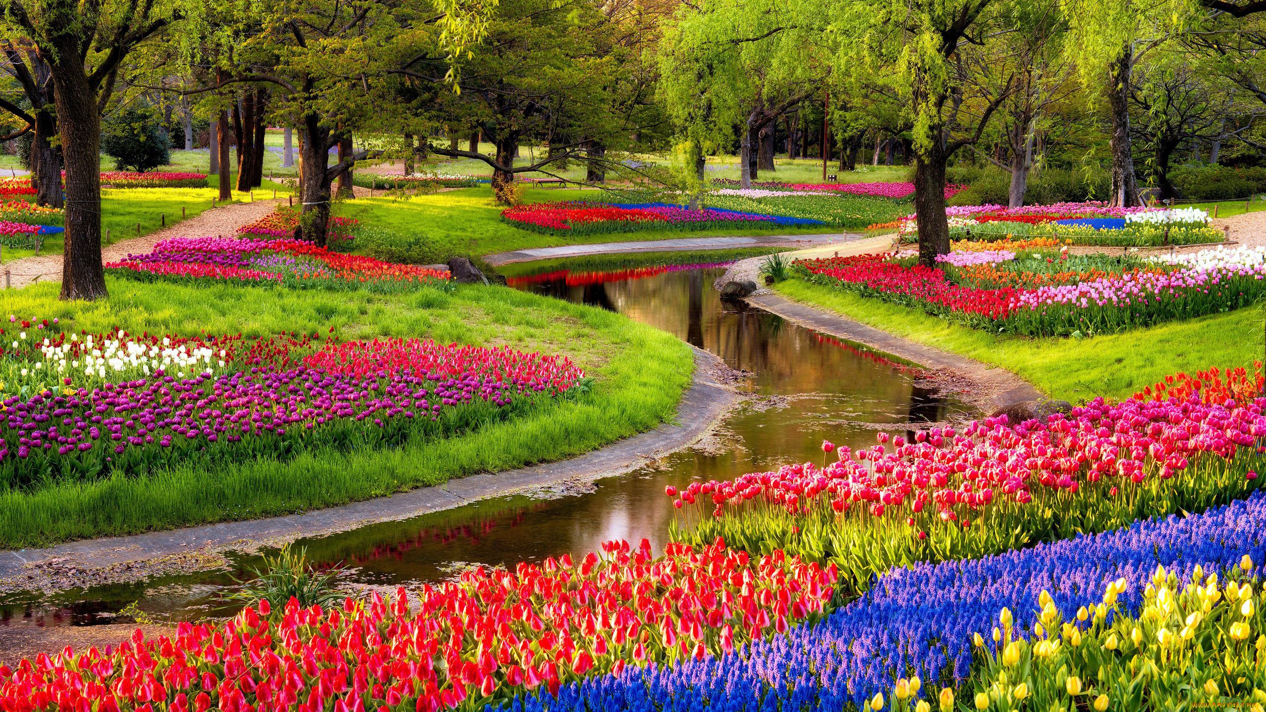 природа, парк, водоем, весна, клумбы, цветы