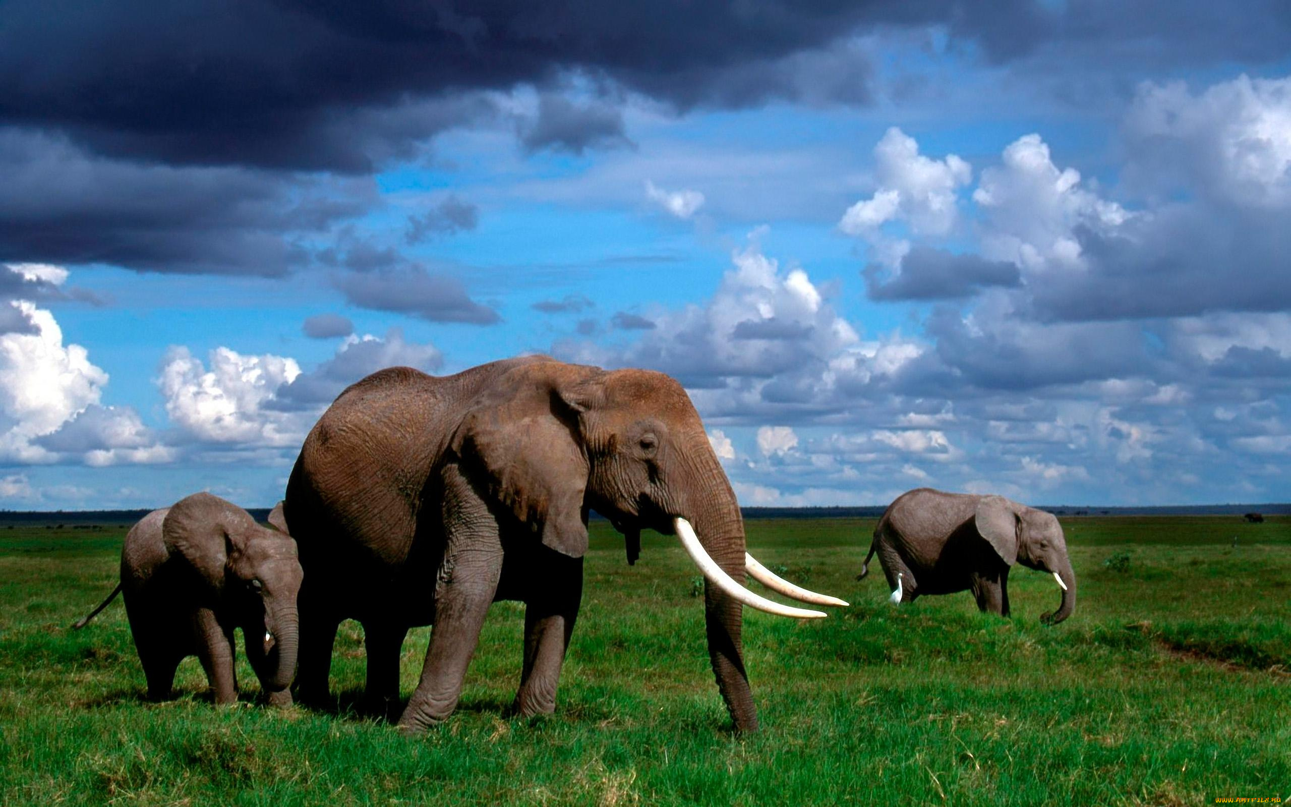 This animal is big. Животные Африки. Слоны. Африканские слоны. Животные Африки слоны.