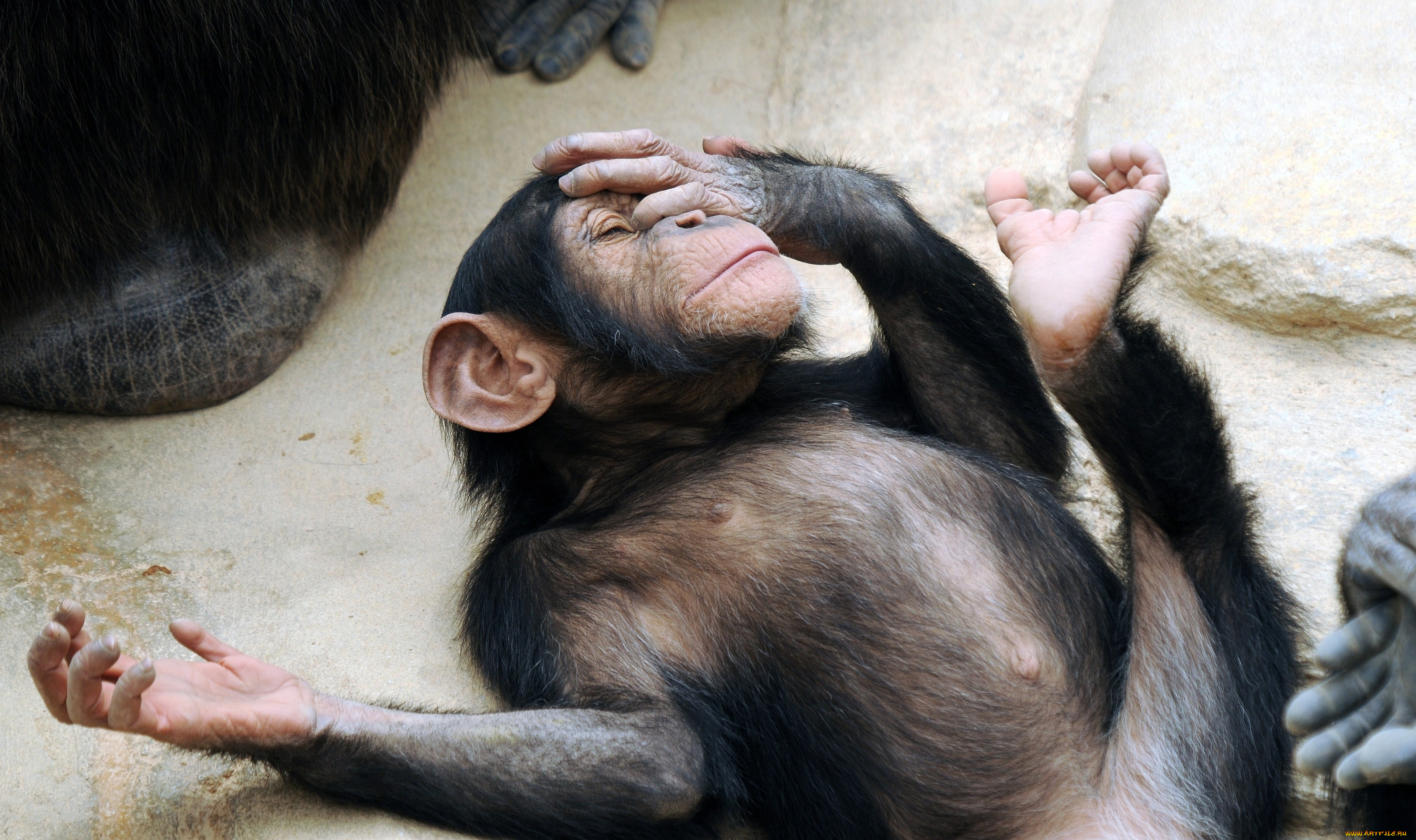 животные, обезьяны, забавный, шимпанзе