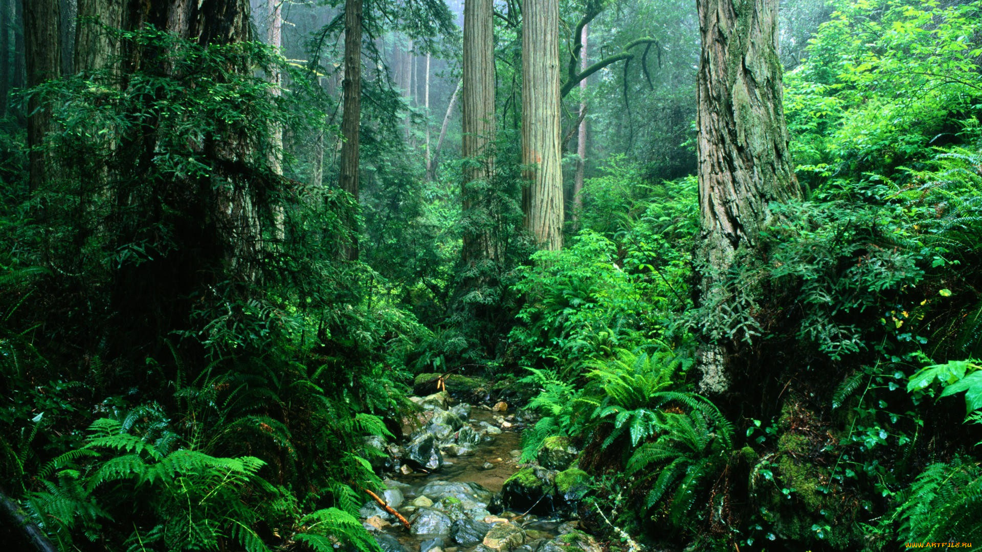 forest, природа, лес, ручей, стволы