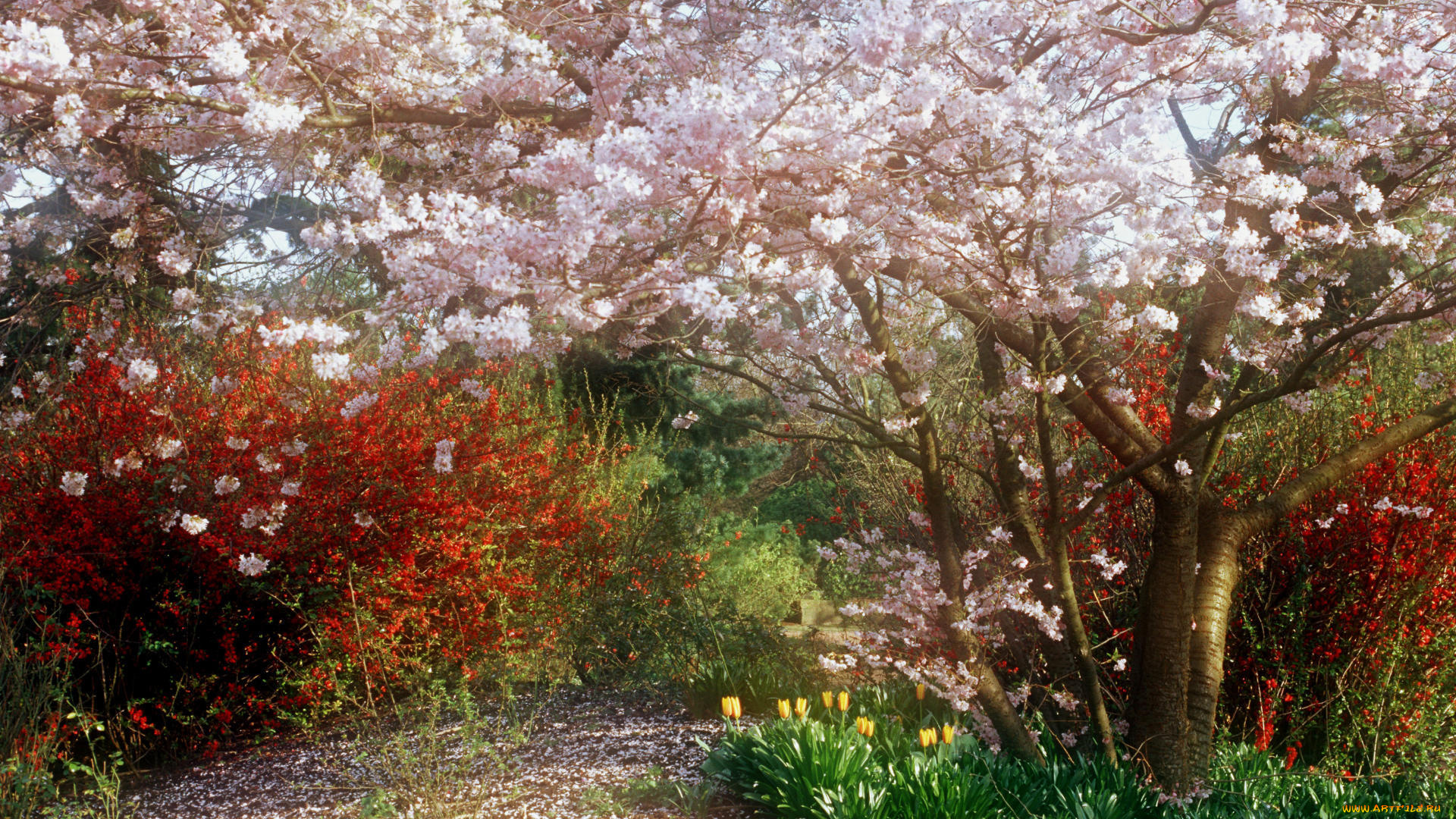 japanese, cherry, tree, in, park, природа, деревья, цветущее, дерево, парк