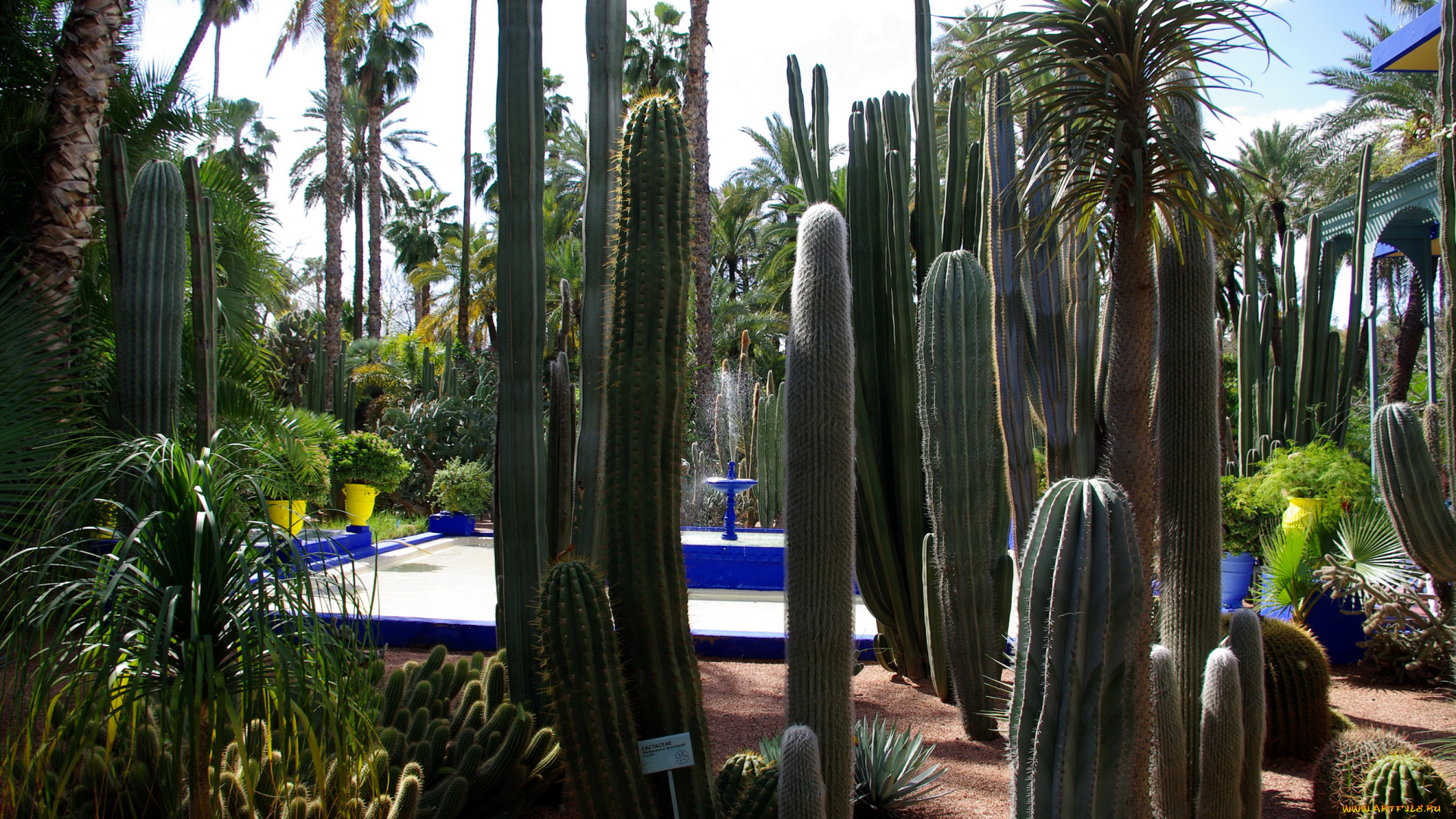 morocco, marrakech, jardin, majorelle, природа, парк, сад, кактусы