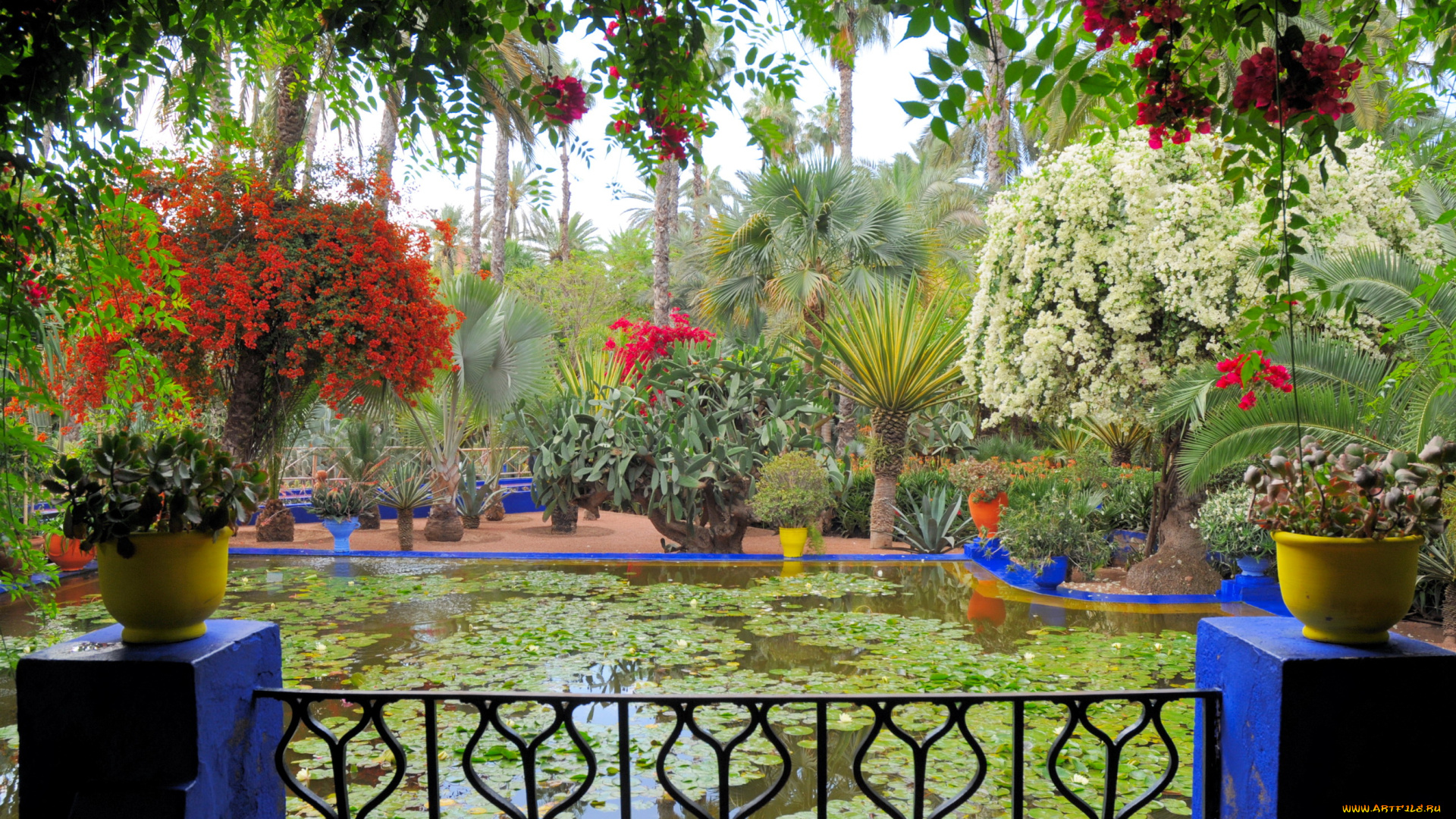 morocco, marrakech, jardin, majorelle, природа, парк, сад, бассейн, королевский