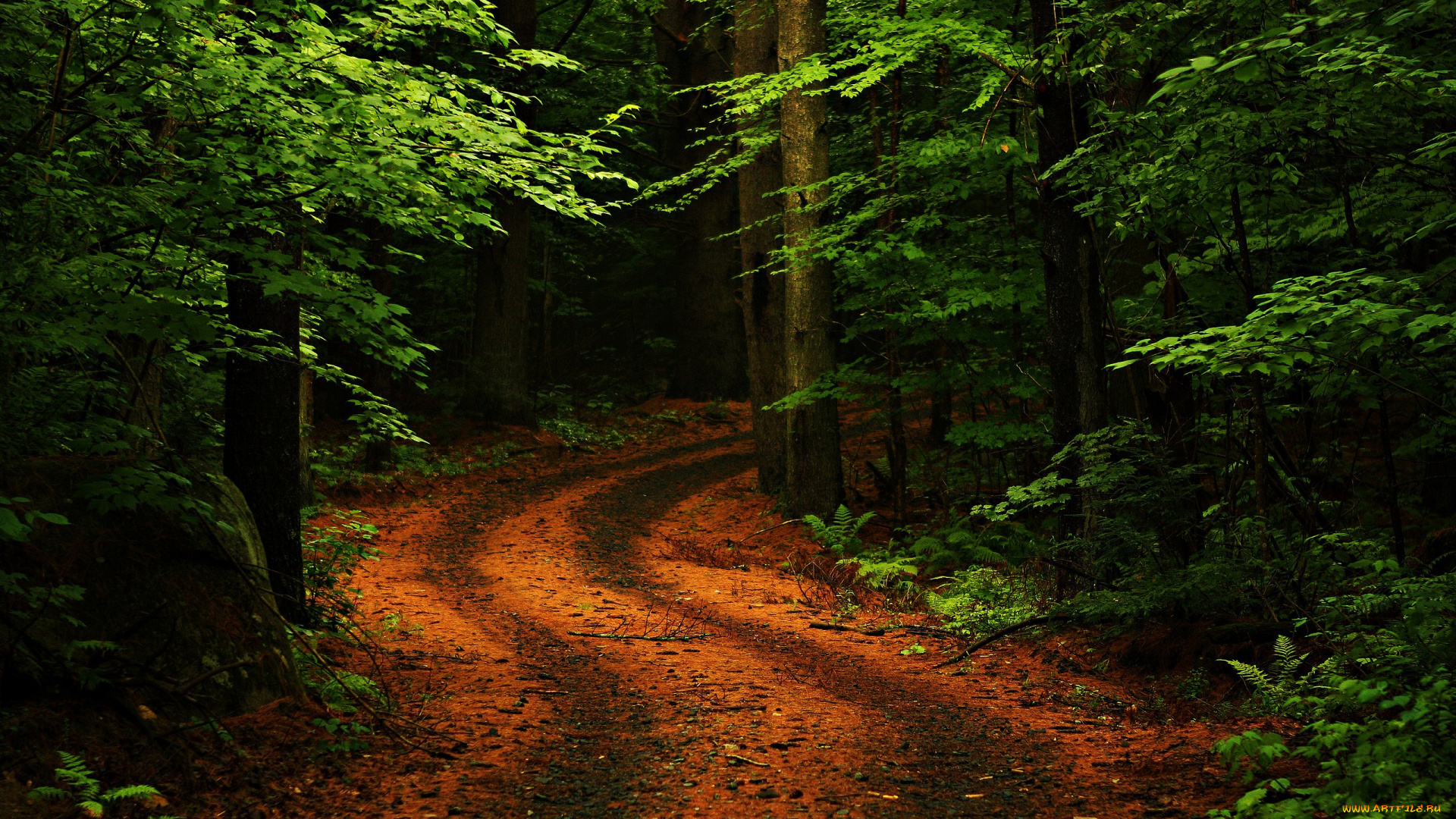 path, in, the, forest, природа, дороги, дорога, лес, листва