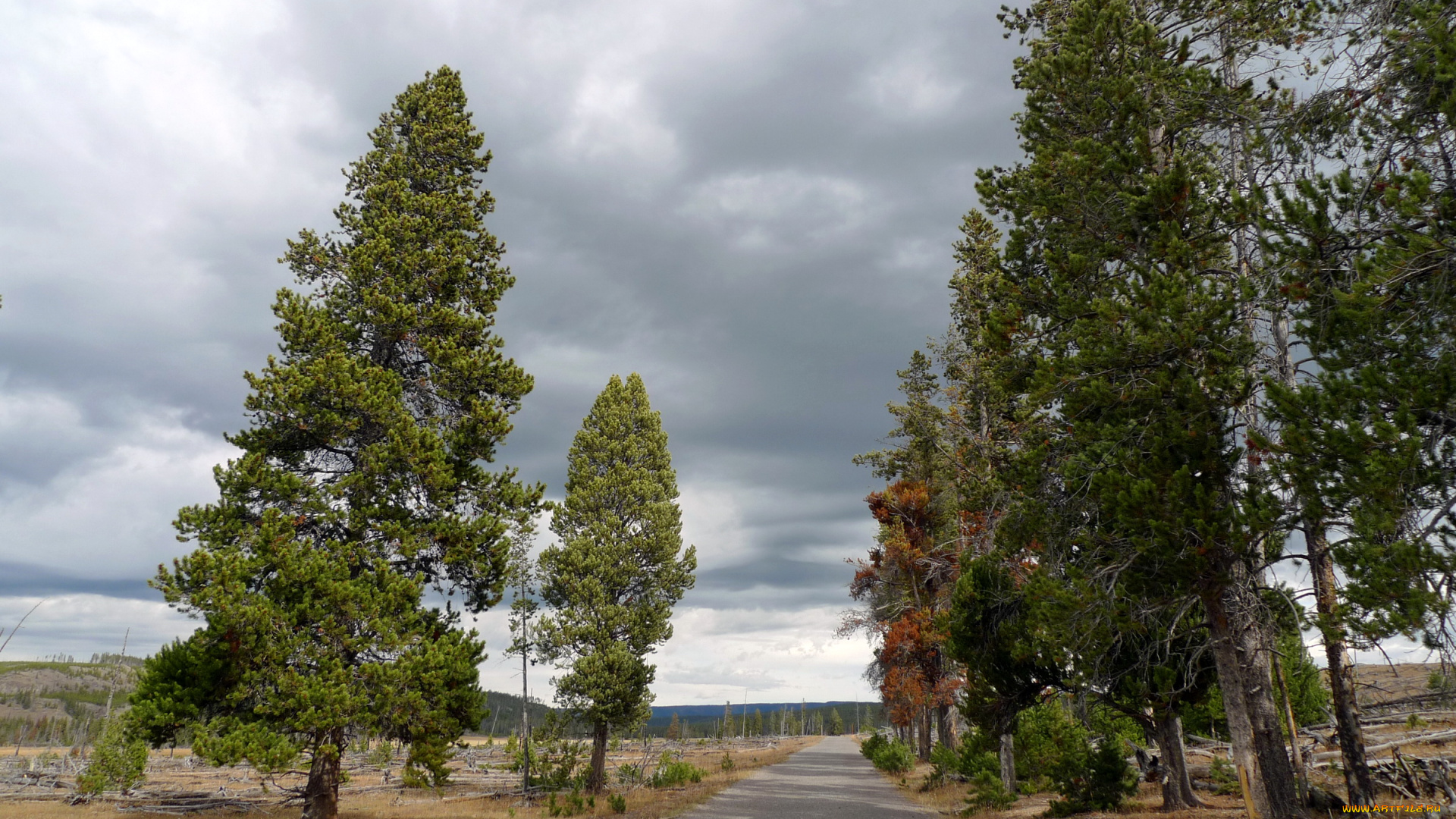 yellowstone, national, park, природа, дороги, дорога, парк, деревья