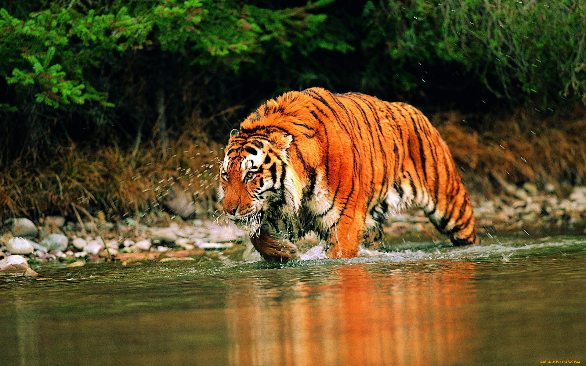 животные, тигры, охота, тигр, река