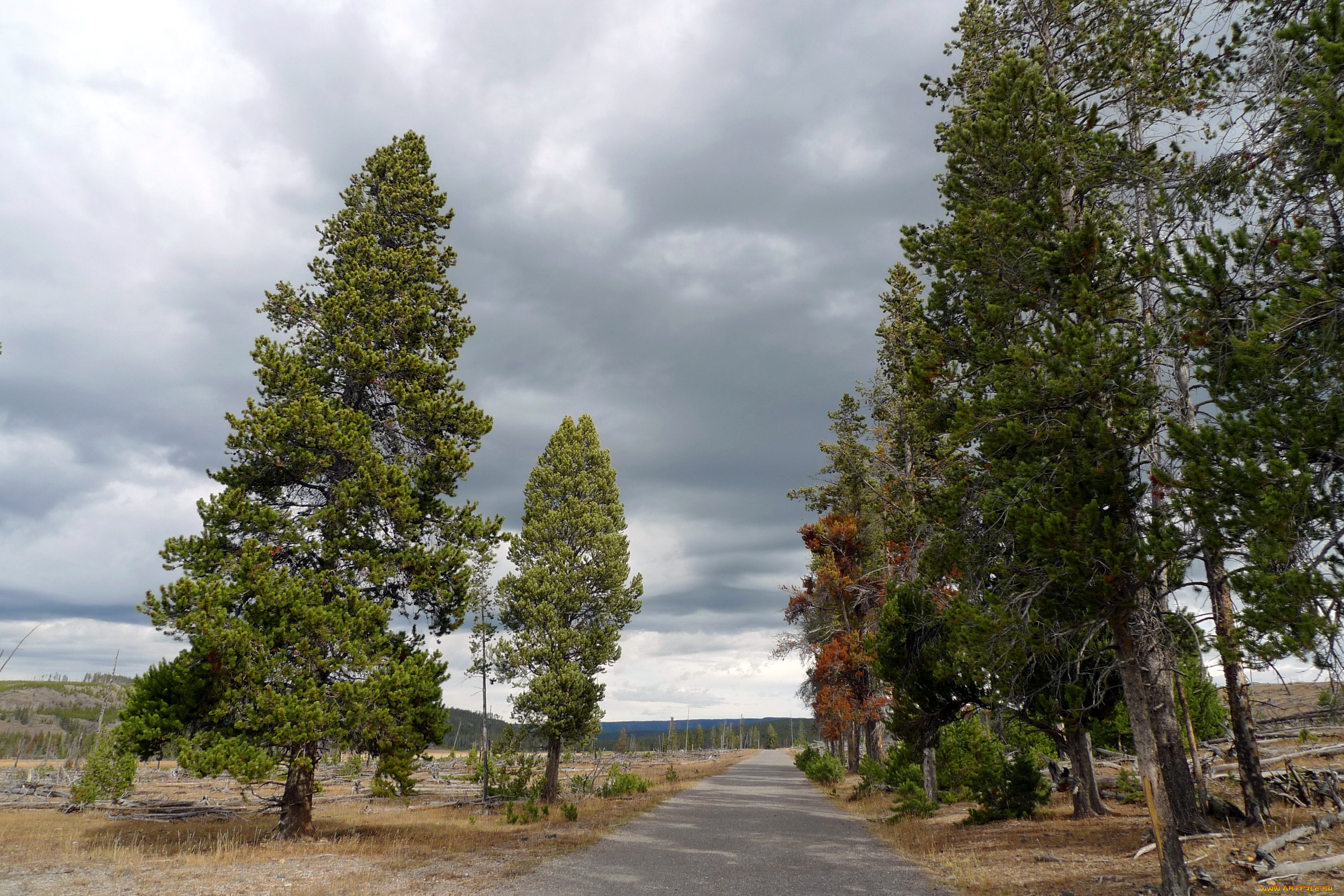 yellowstone, national, park, природа, дороги, дорога, парк, деревья