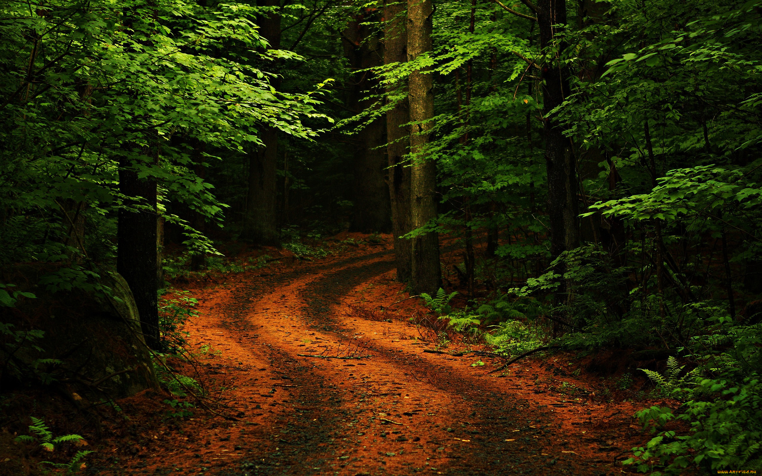 path, in, the, forest, природа, дороги, дорога, лес, листва