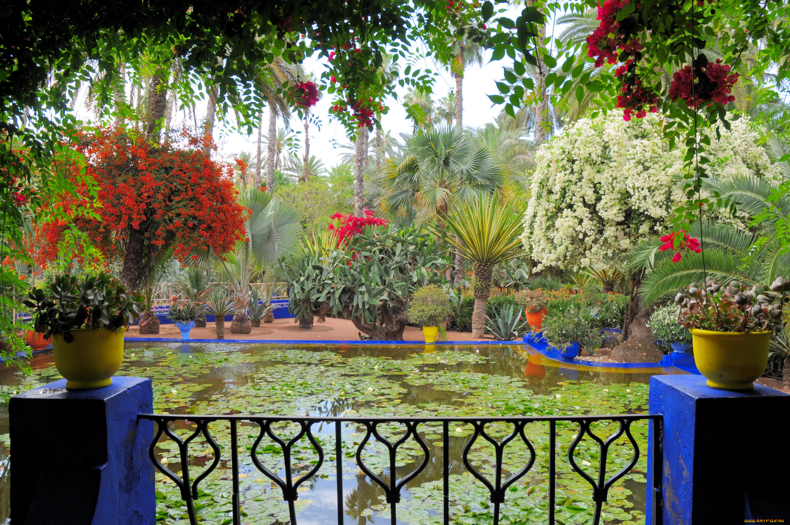 morocco, marrakech, jardin, majorelle, природа, парк, сад, бассейн, королевский