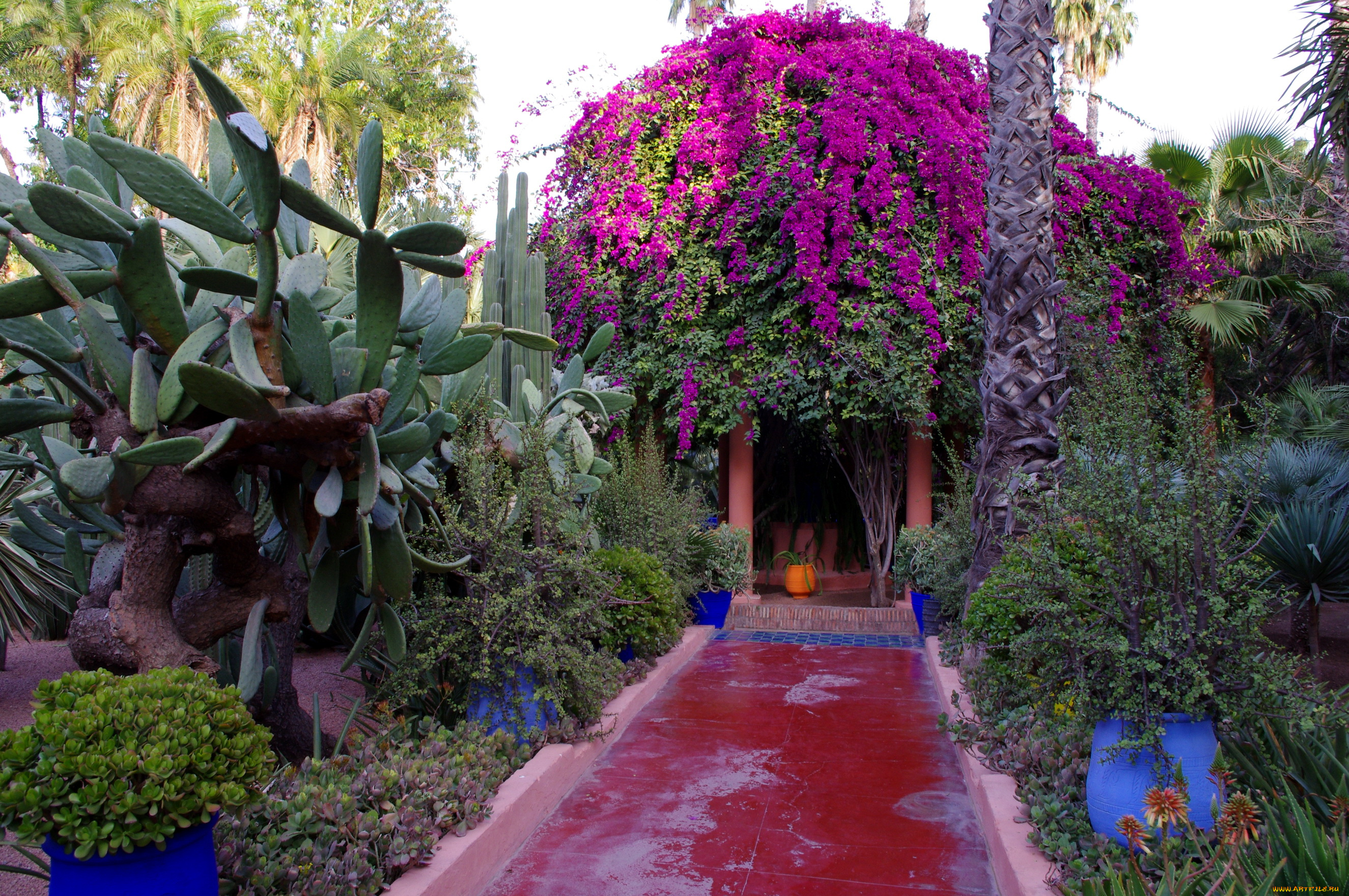 morocco, marrakech, jardin, majorelle, природа, парк, королевский, сад