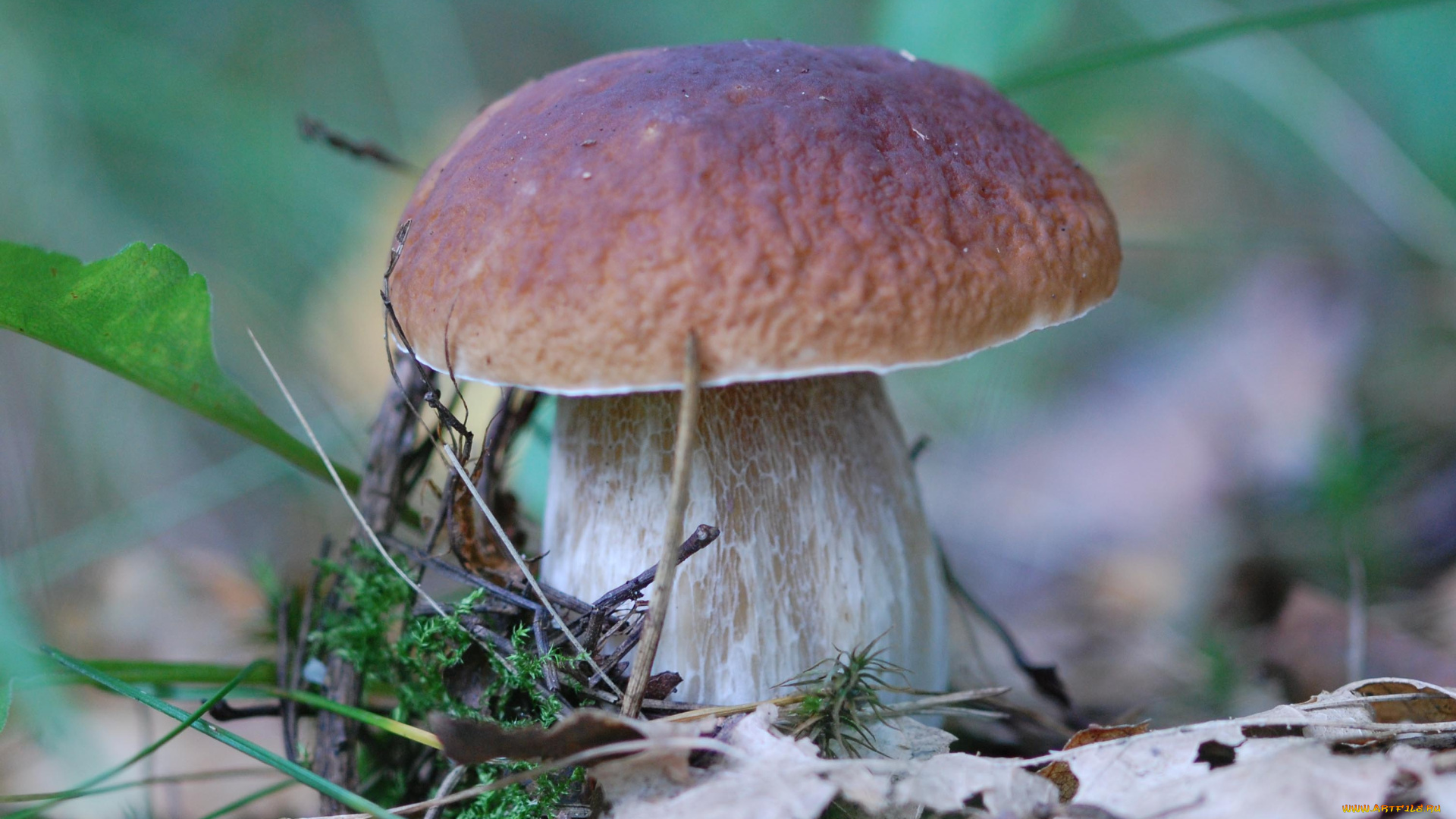 боровик, природа, грибы, белый, гриб