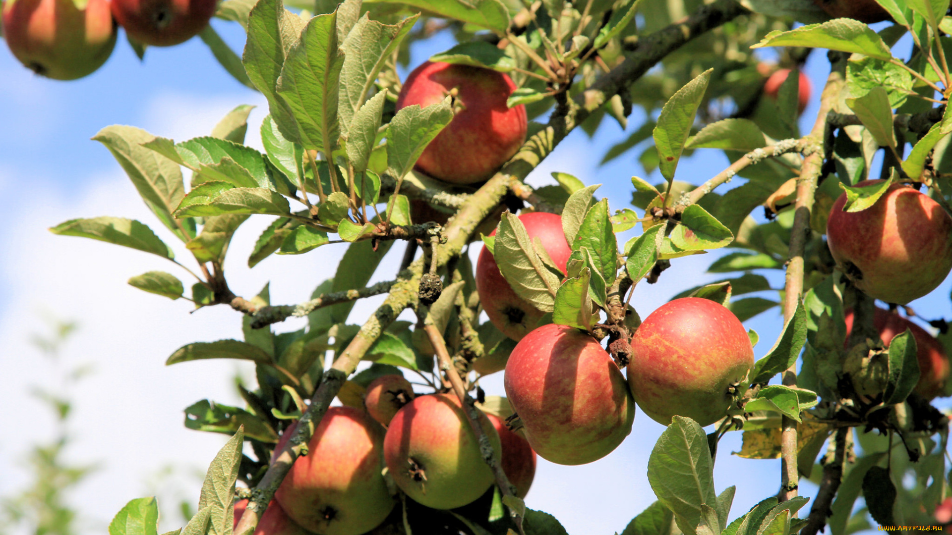 природа, плоды, листья, ветки, дерево, яблоки
