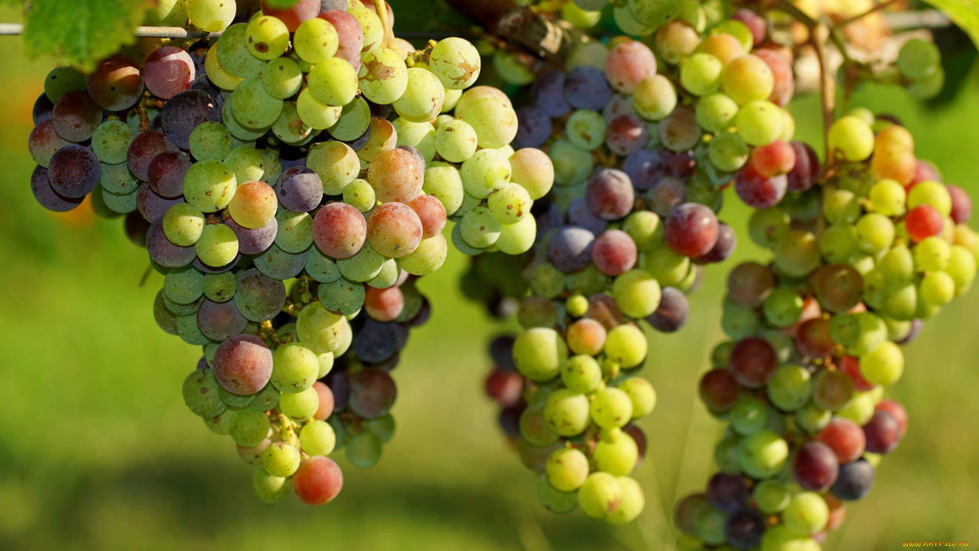 природа, Ягоды, , виноград, grapes, грозди, leaves, листва, виноградник, the, vineyard, виноград
