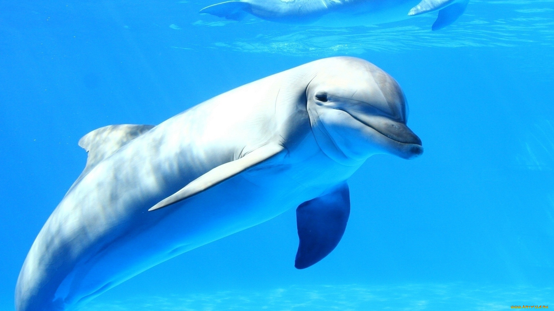 животные, дельфины, вода