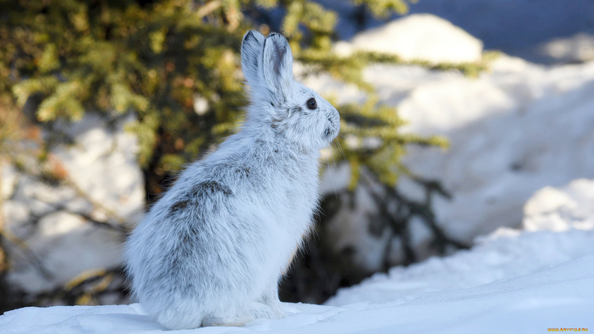 животные, кролики, , зайцы, аляска, заяц, снег, зима