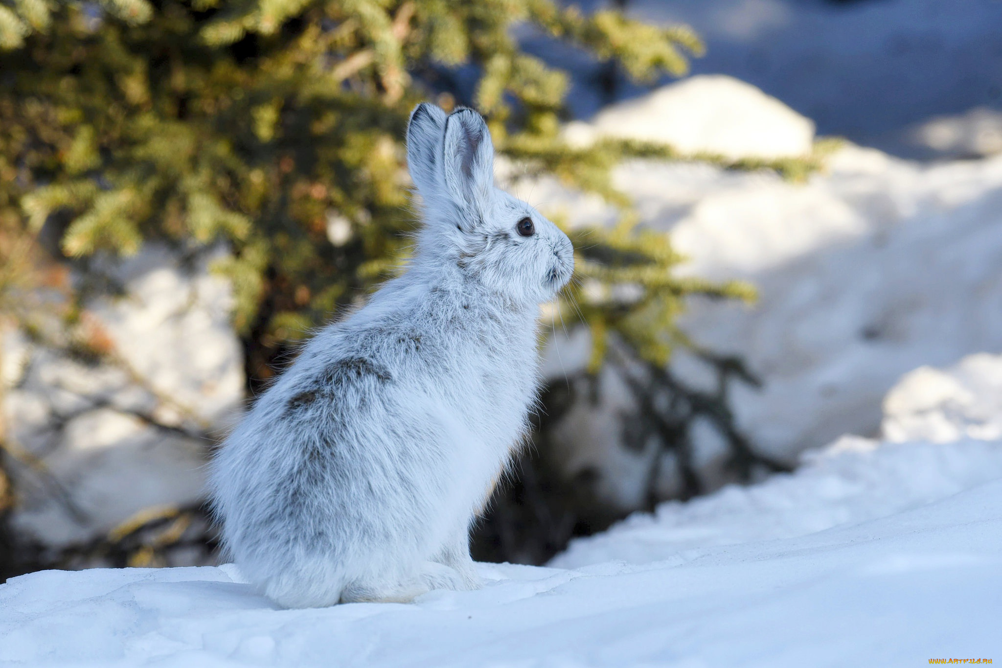 животные, кролики, , зайцы, аляска, заяц, снег, зима