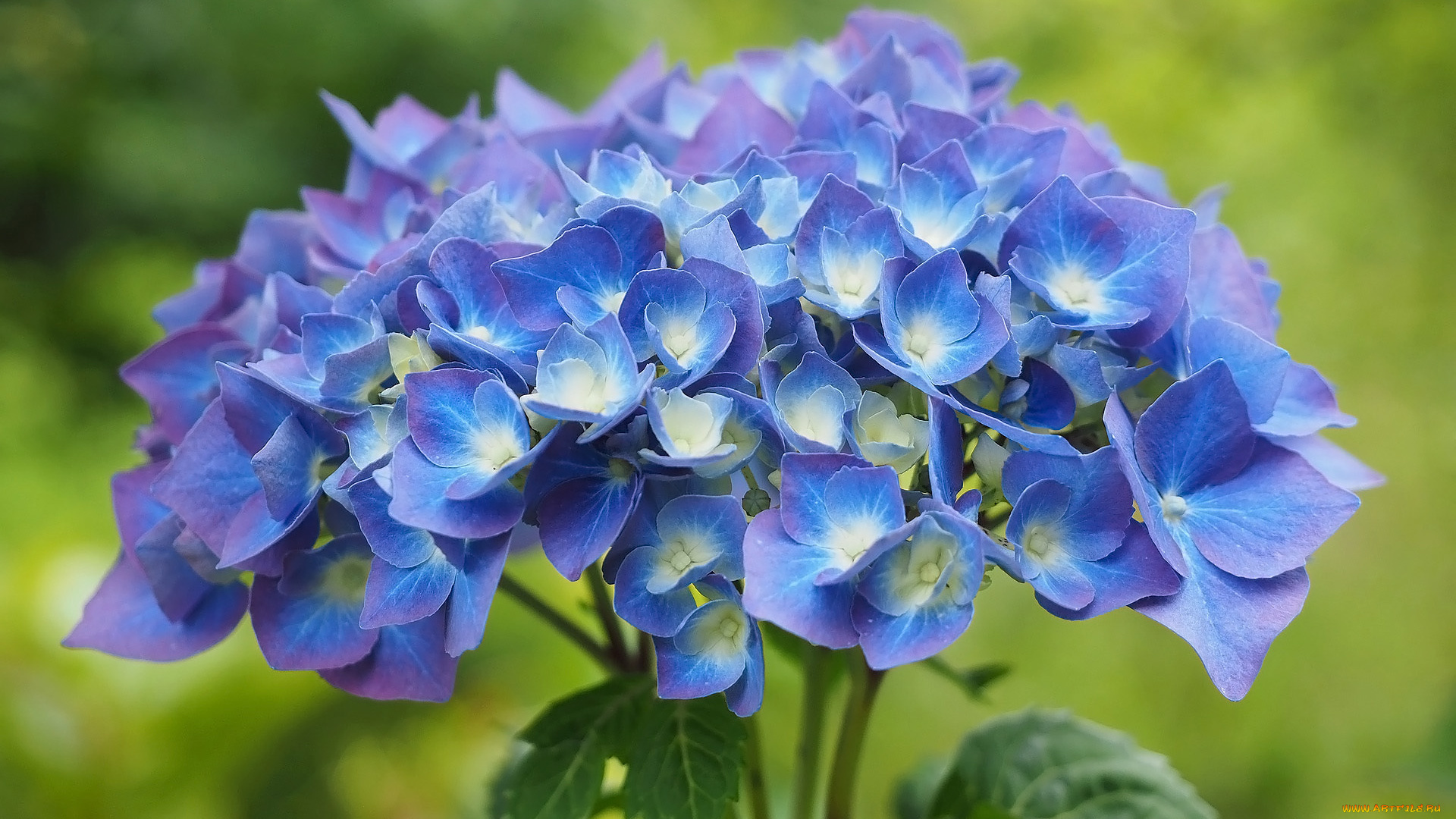 цветы, гортензия, синяя, соцветие