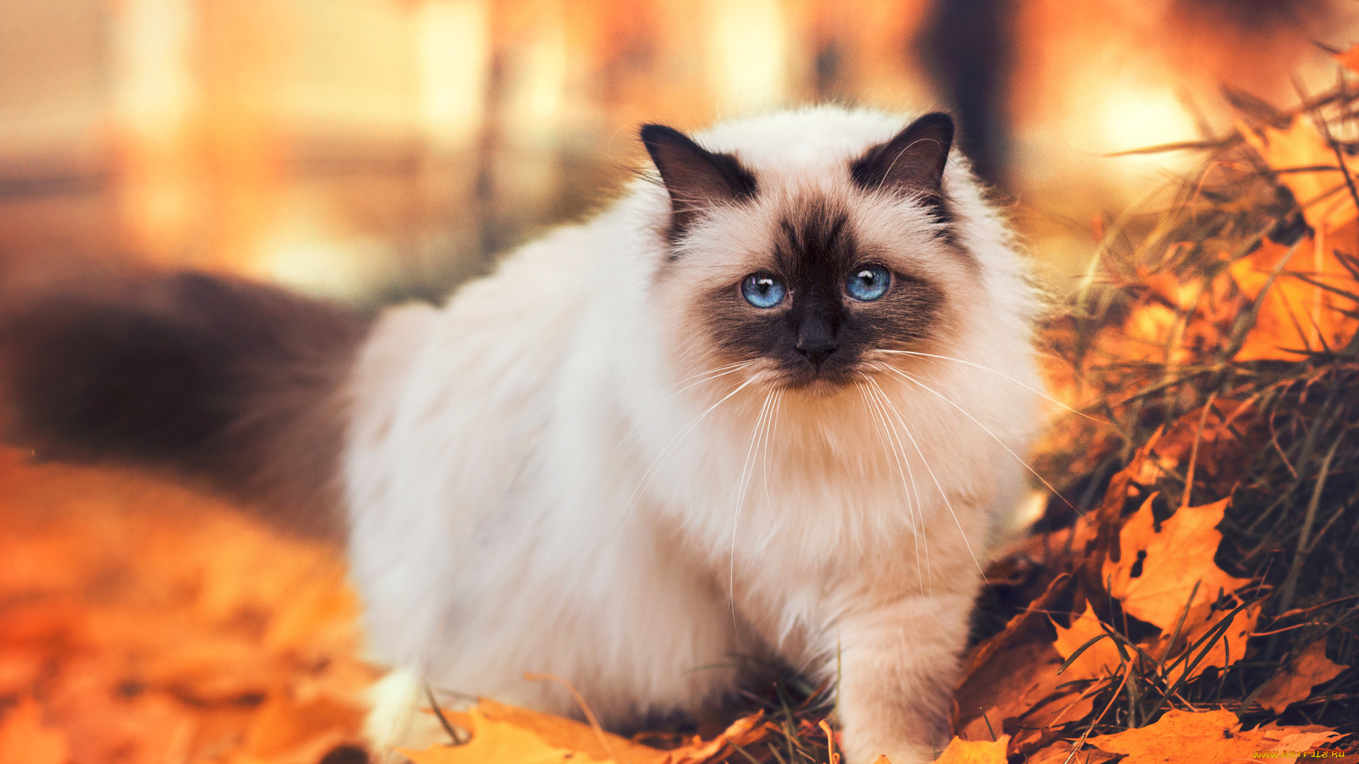 животные, коты, кот, листья, осень