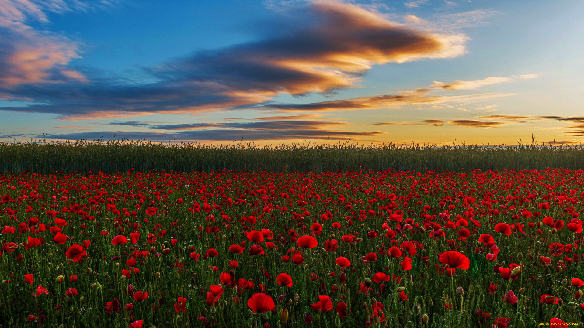 westoning, bedfordshire, england, природа, луга