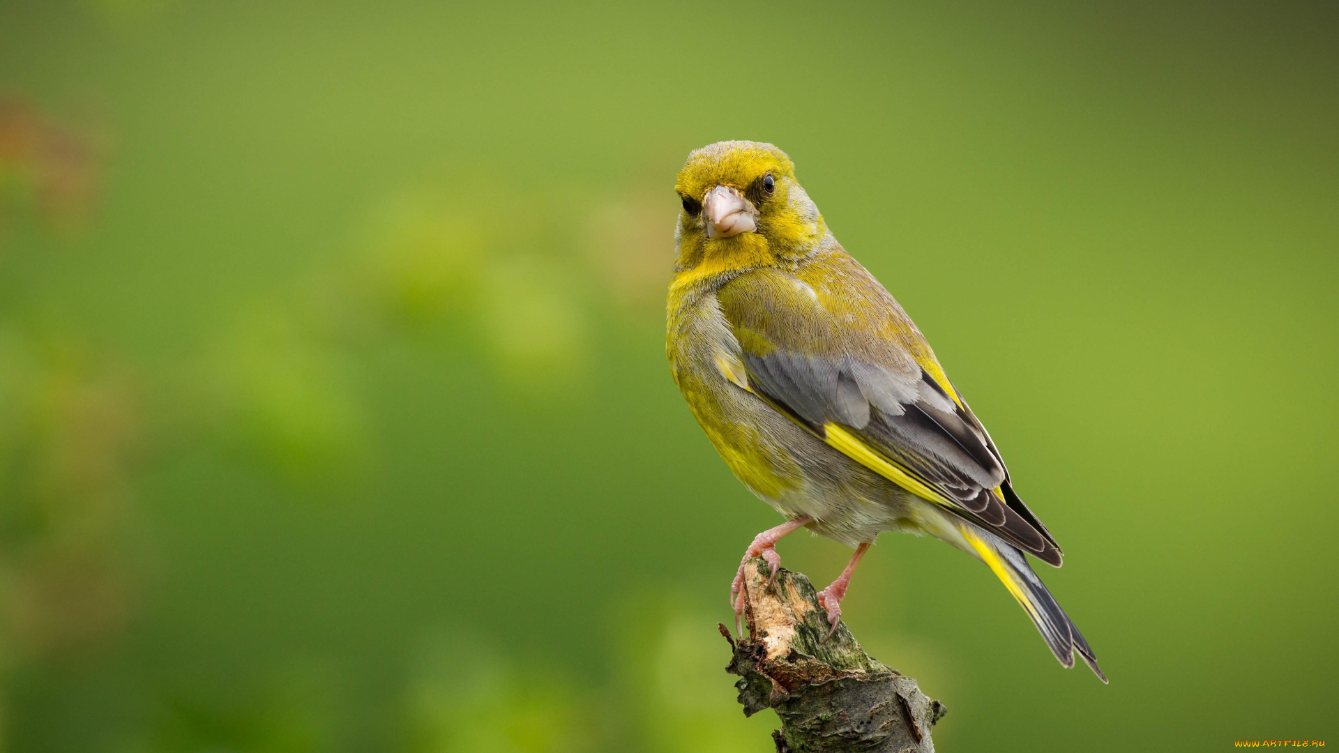 животные, птицы, oбыкновенная, зеленушка, european, greenfinch, прирoда