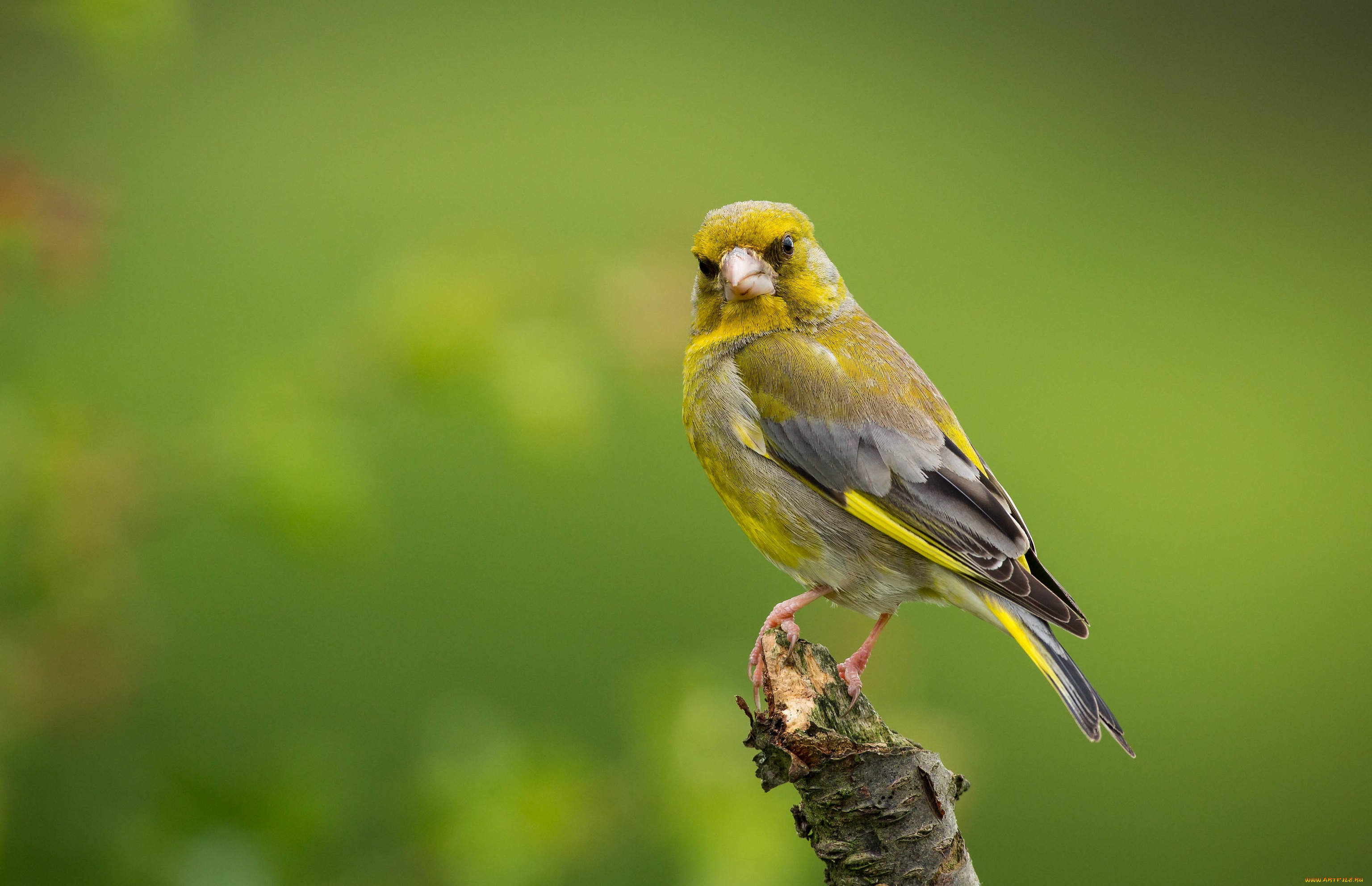 животные, птицы, oбыкновенная, зеленушка, european, greenfinch, прирoда