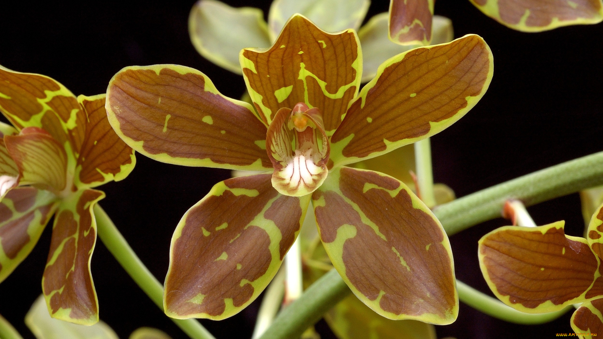 цветы, орхидеи, пятнистый, коричневый, экзотика