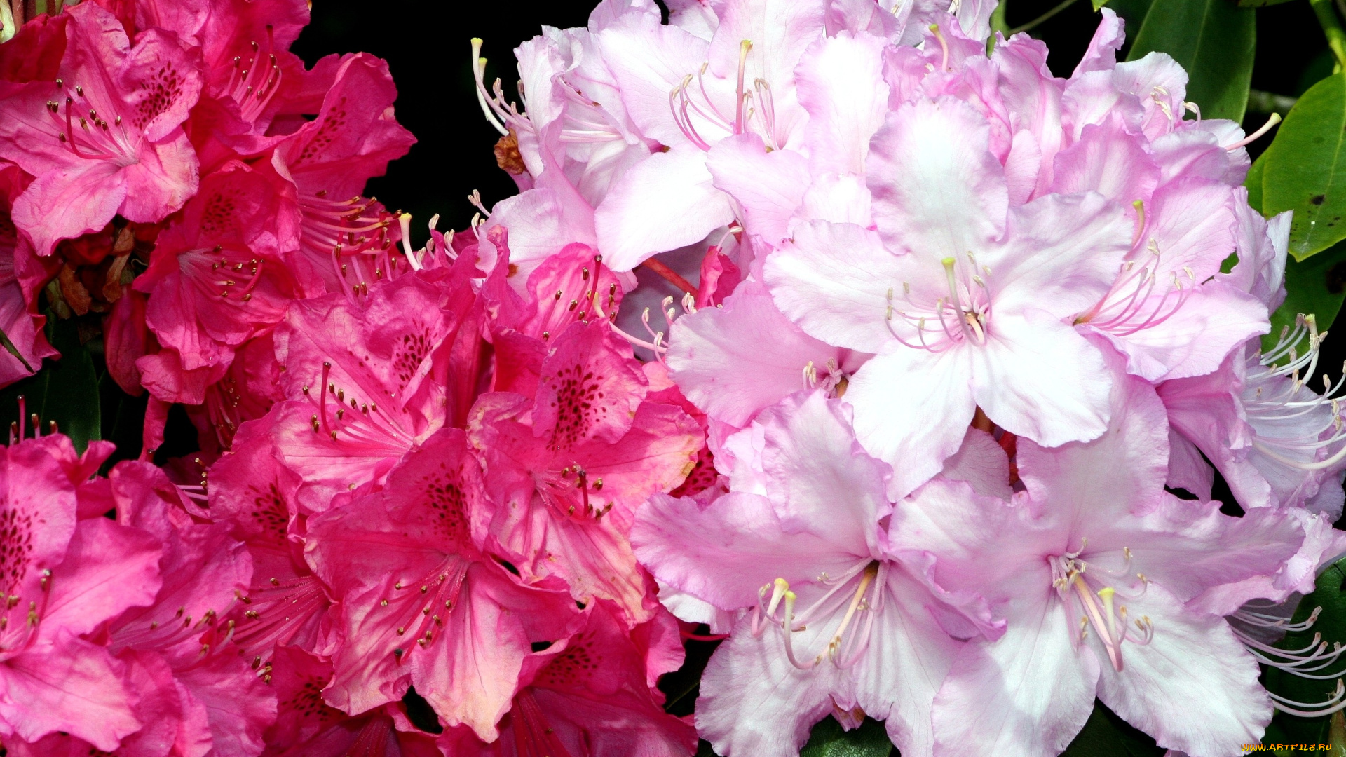 цветы, рододендроны, азалии, яркий, малиновый, розовый