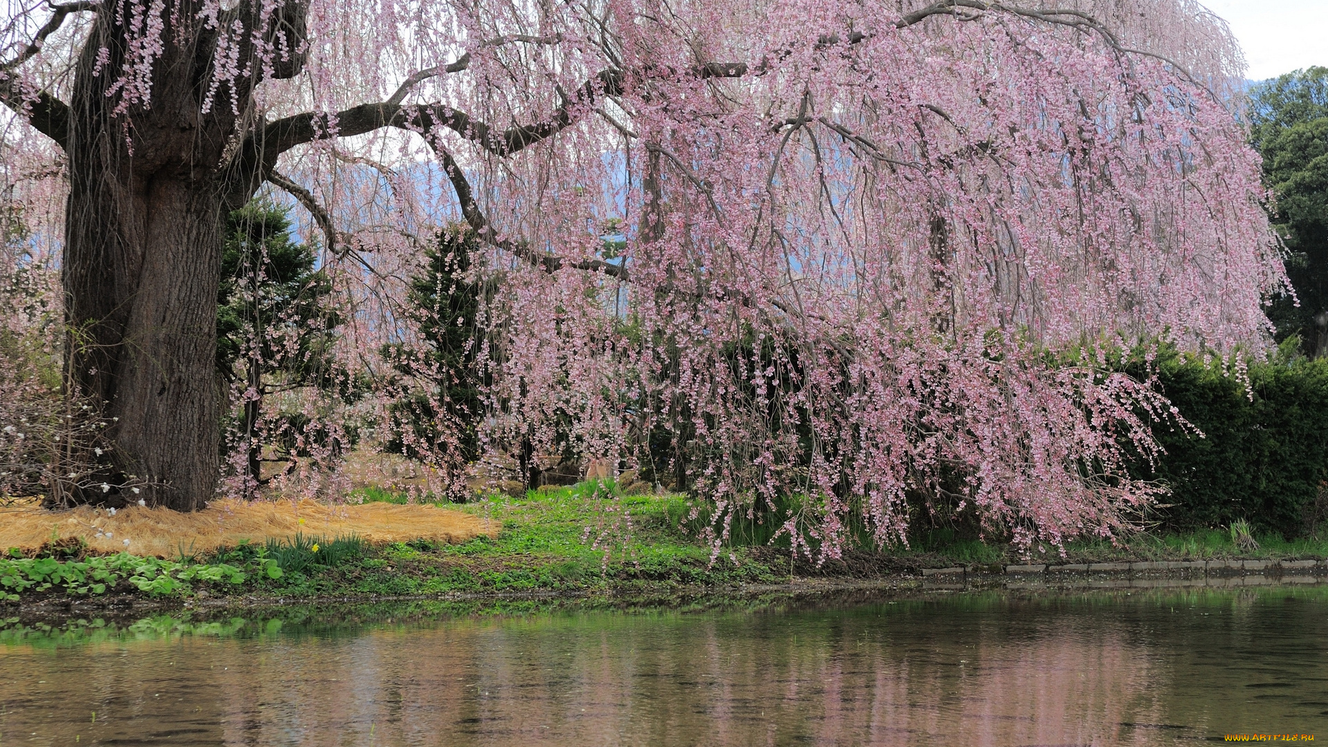 природа, деревья, трава, вода