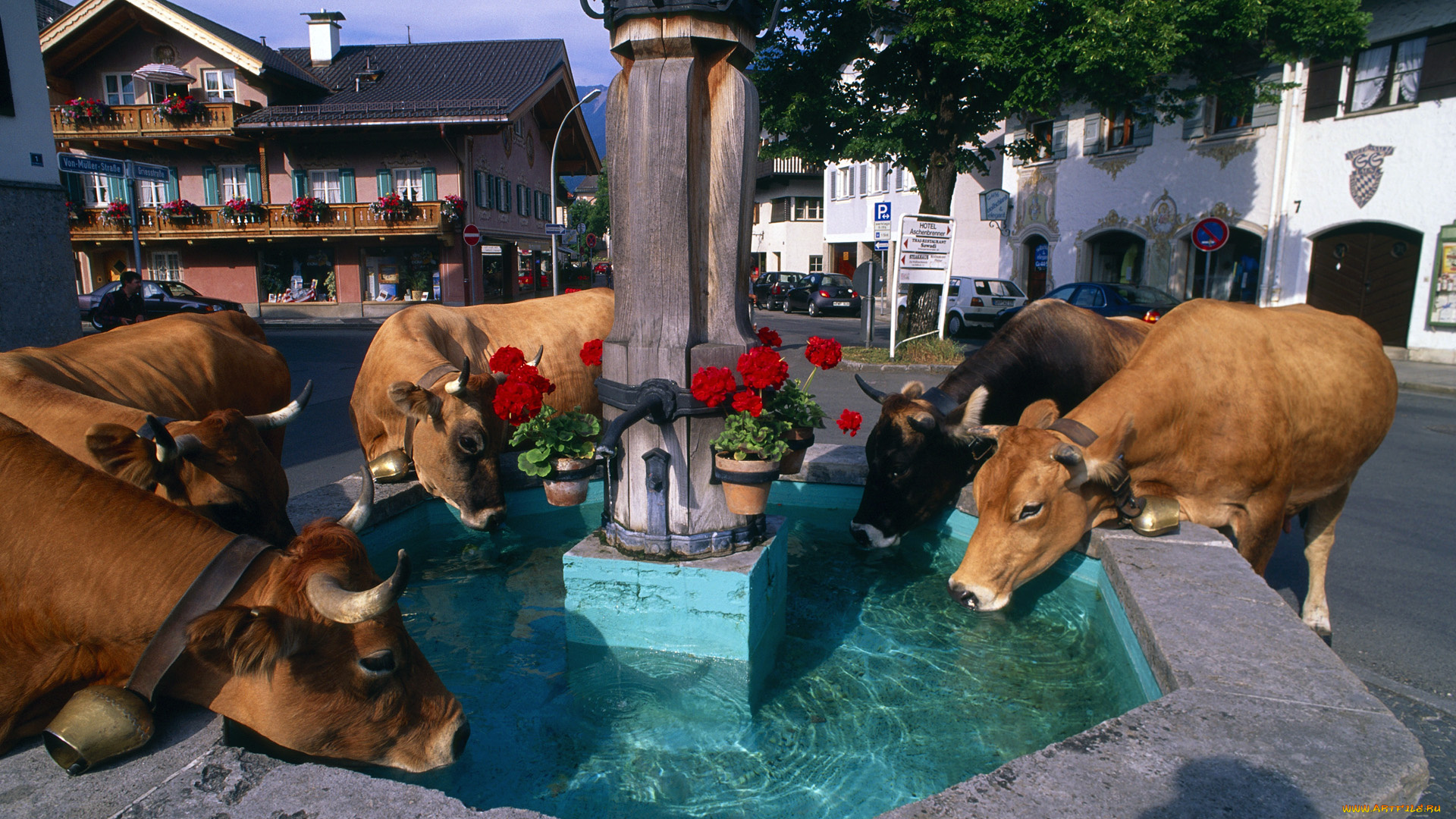 животные, коровы, буйволы, фонтан, город