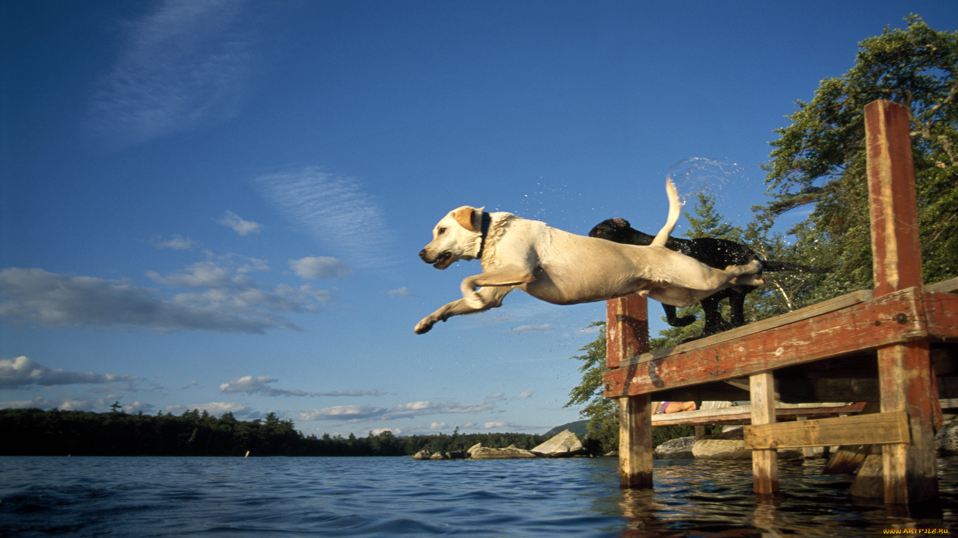 животные, собаки, вода, прыжок