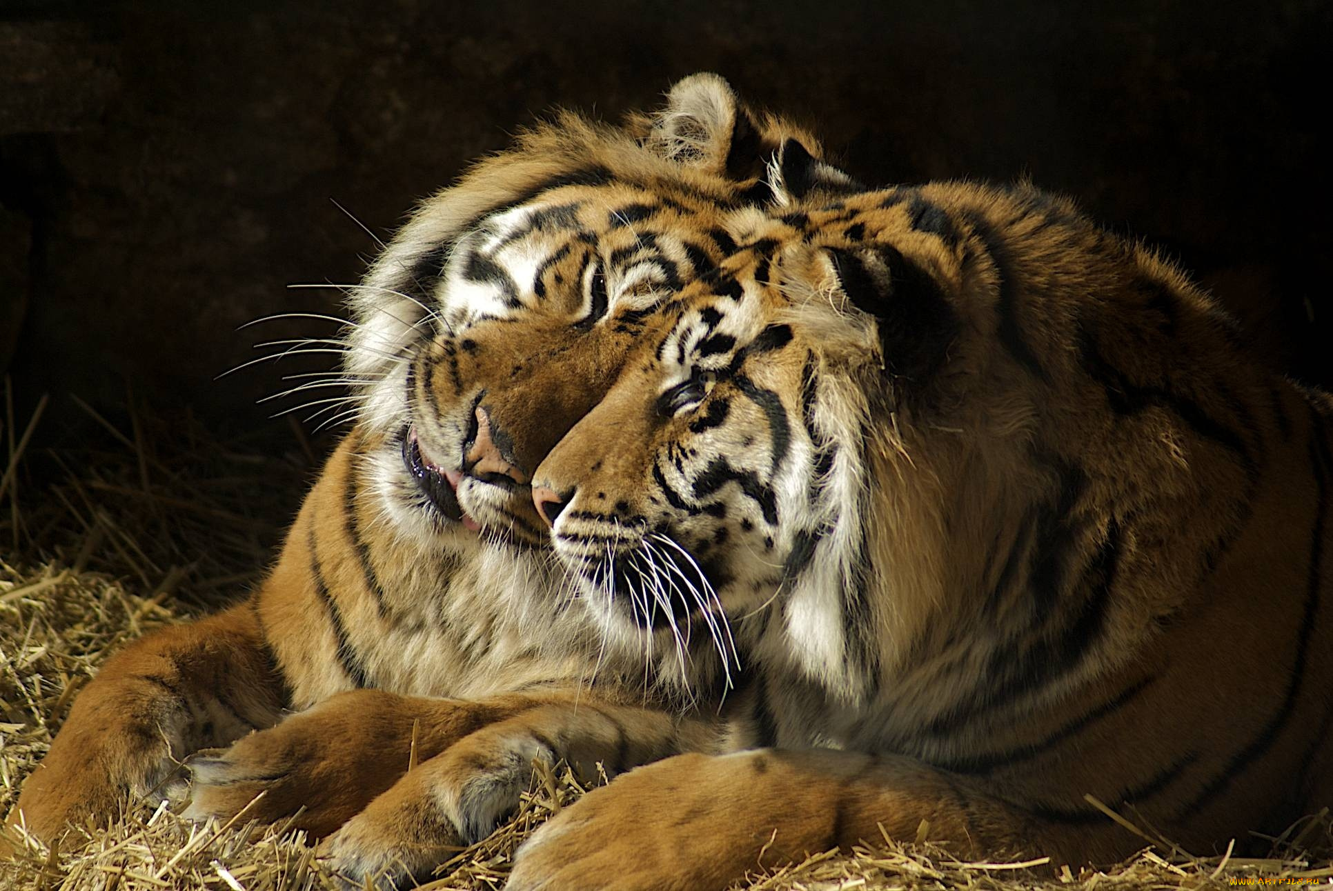 животные, тигры, пара, чувства, хищники