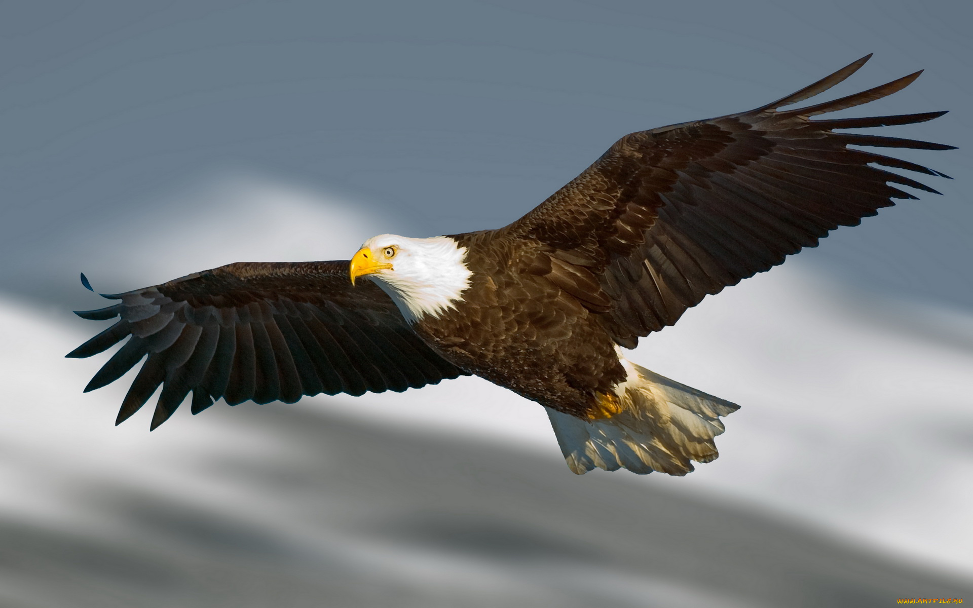 животные, птицы, хищники, полет, орел, размах, крылья