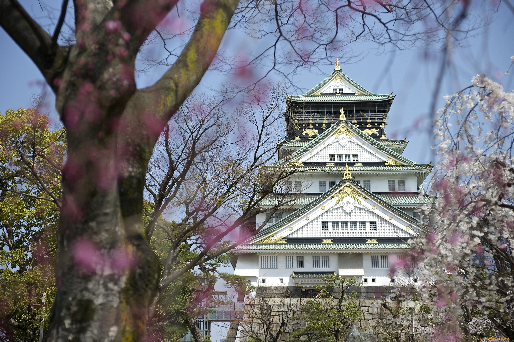 Замок Осака Япония сакура загрузить