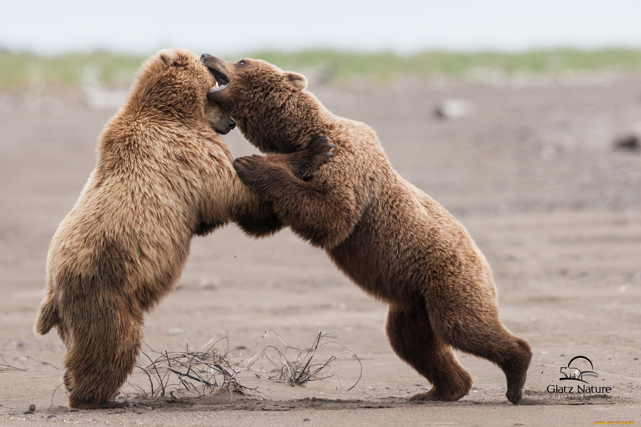 животные, медведи, борьба