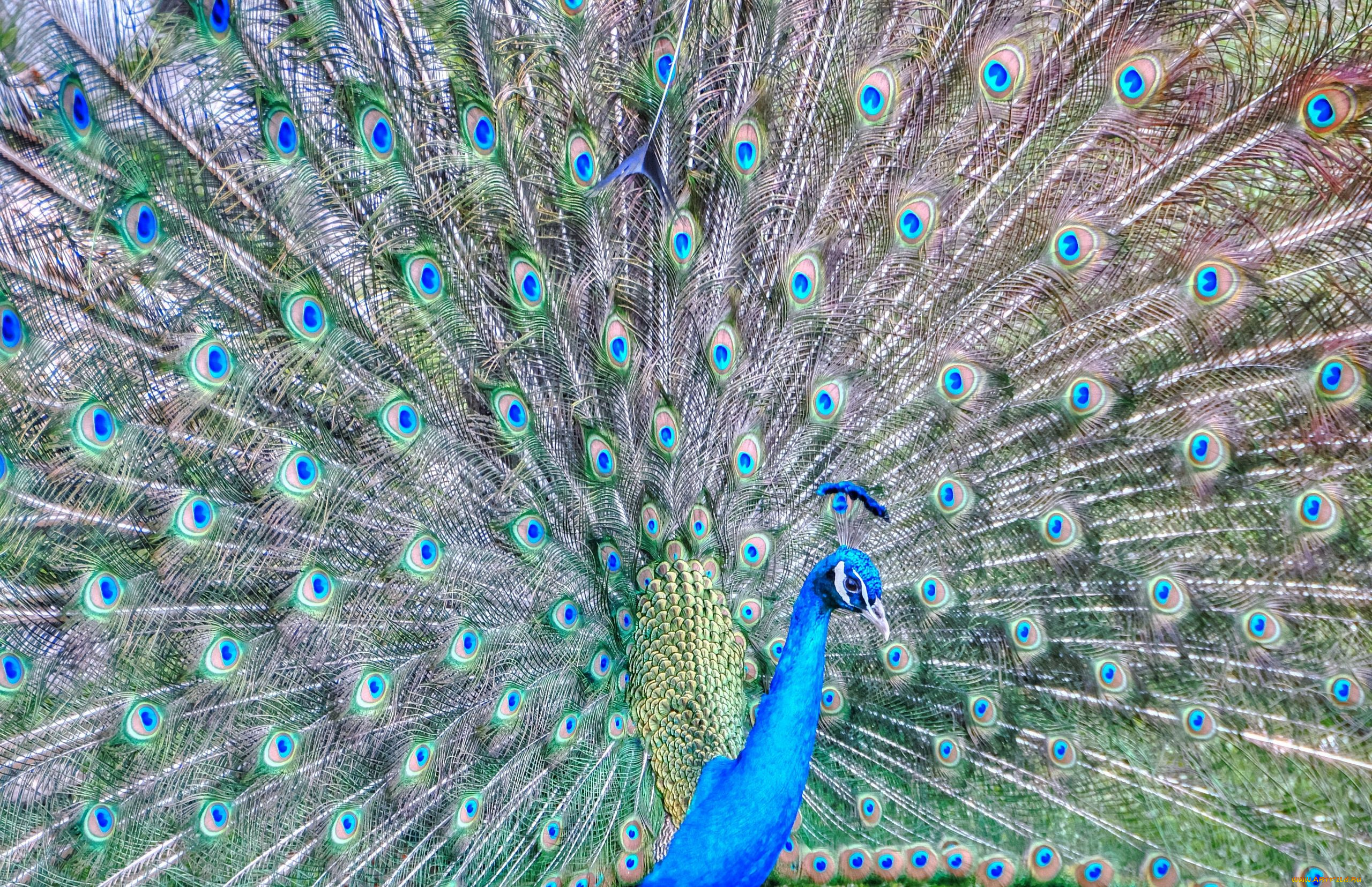 хвост павлин перья tail peacock feathers бесплатно